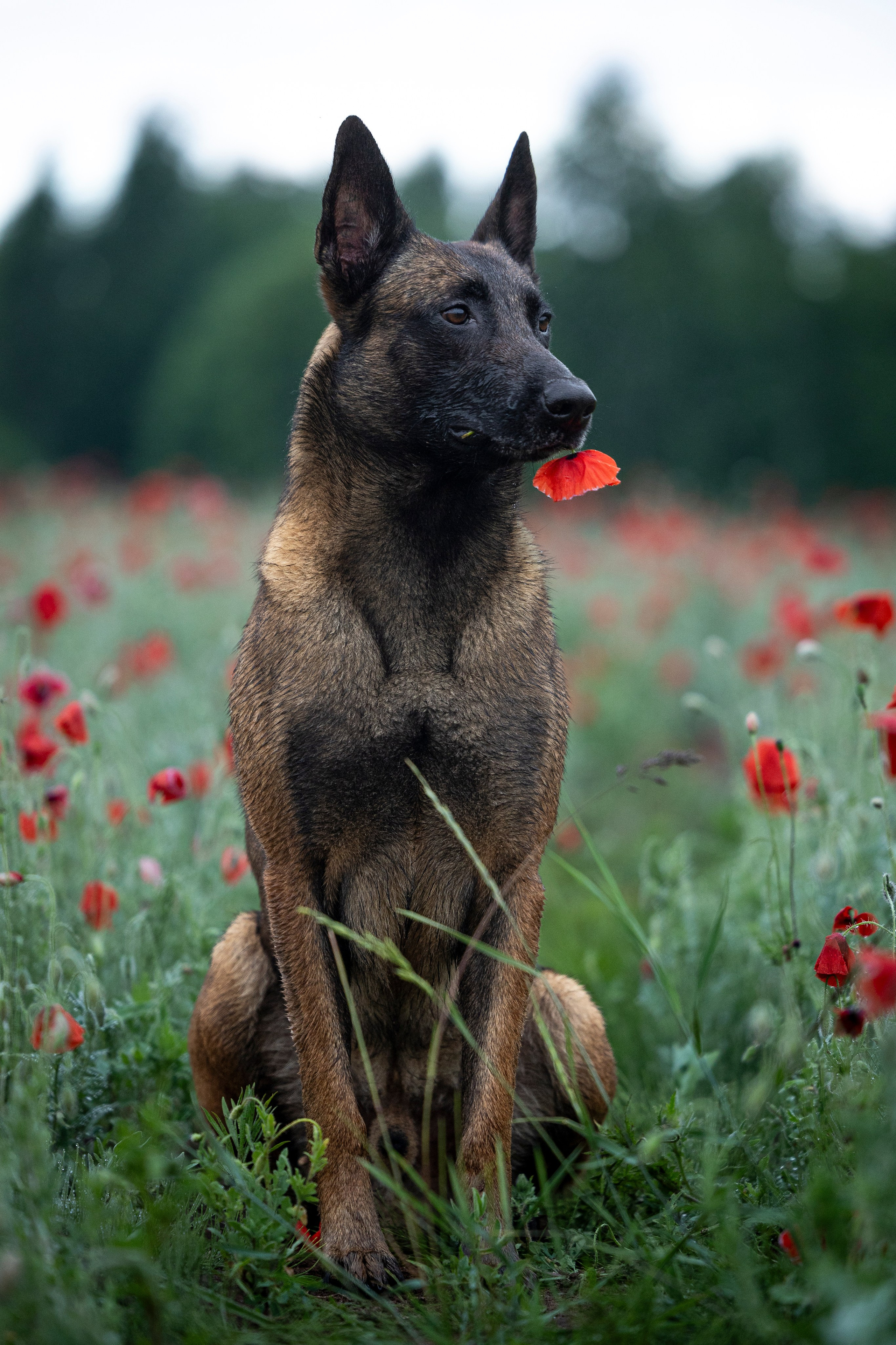 Маковое поле. Фотограф-анималист Анна Маринич