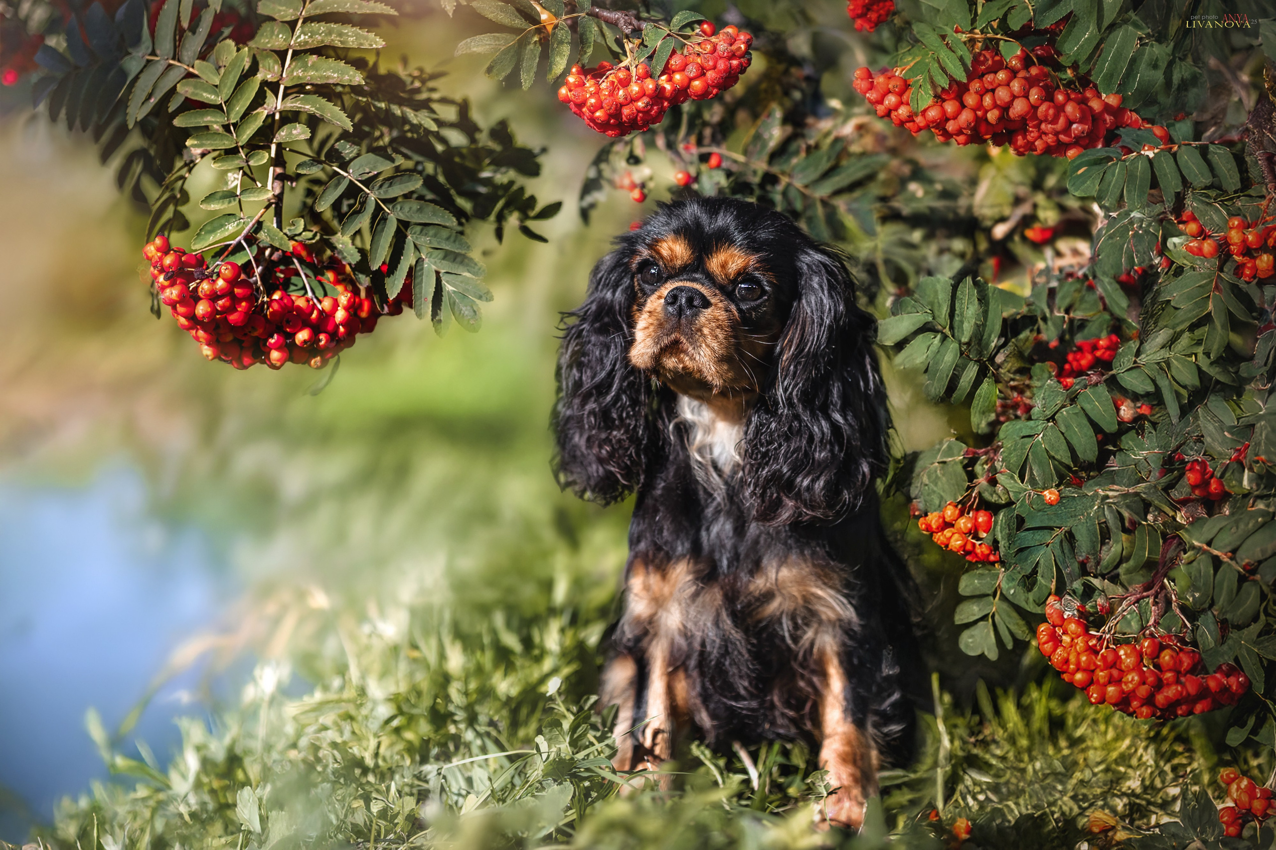 Кавалерчики. Фотограф анималист Аня Ливанова | Рыбинск