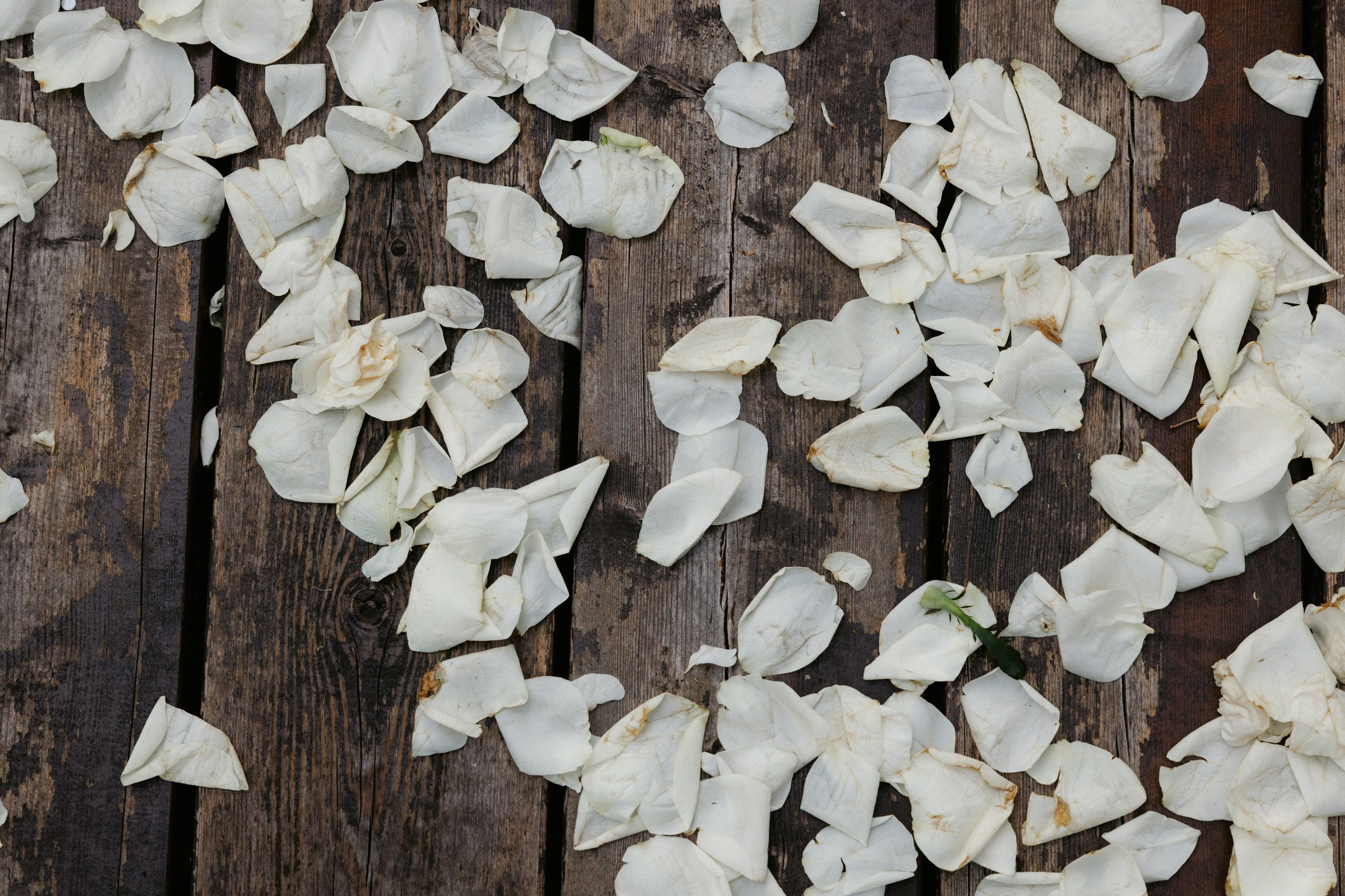 Свадьба под шёпот деревьев. Свадебный и семейный фотограф в Твери, Москве, Санкт-Петербурге