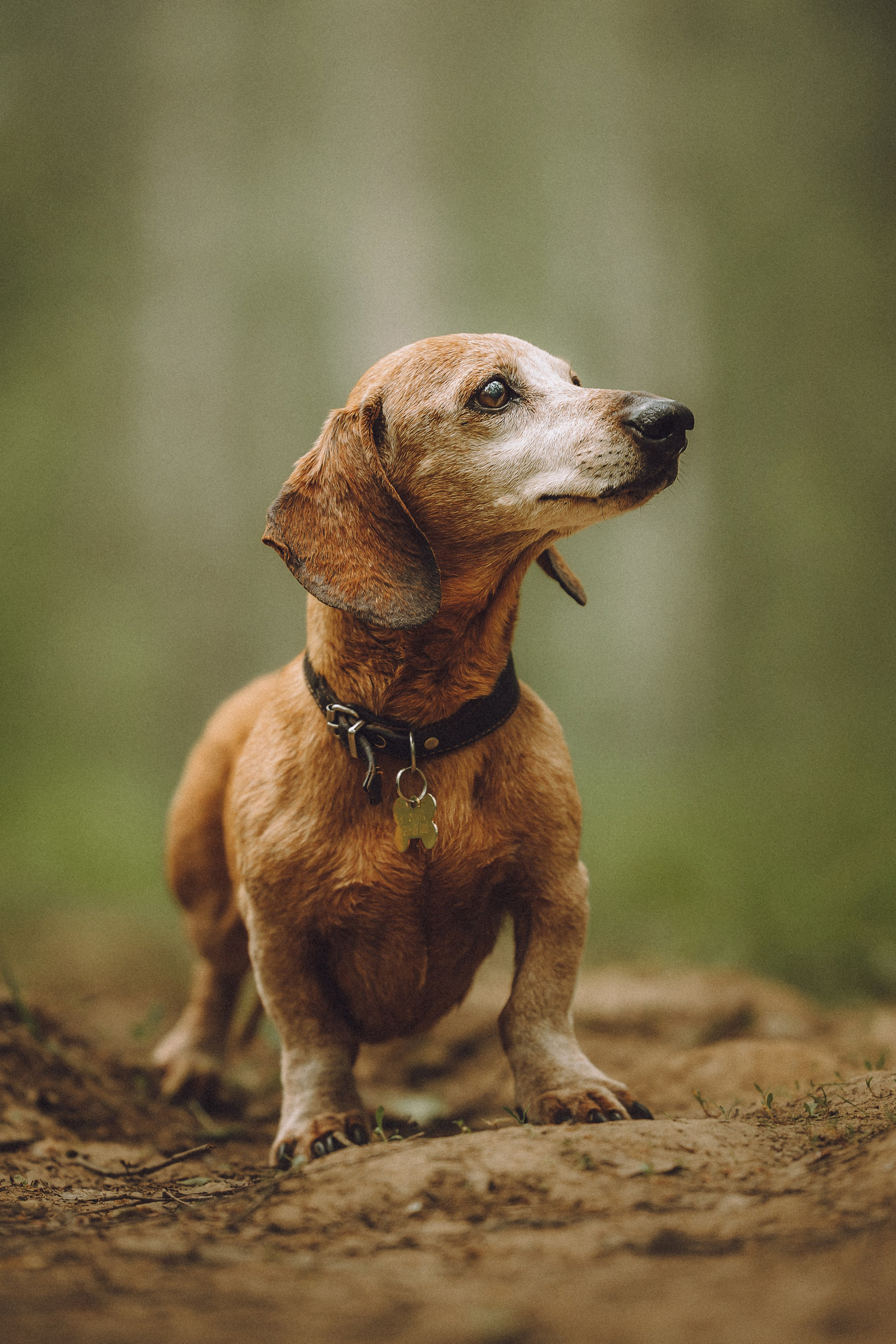 Груша, Данни, Фунтик и их семья