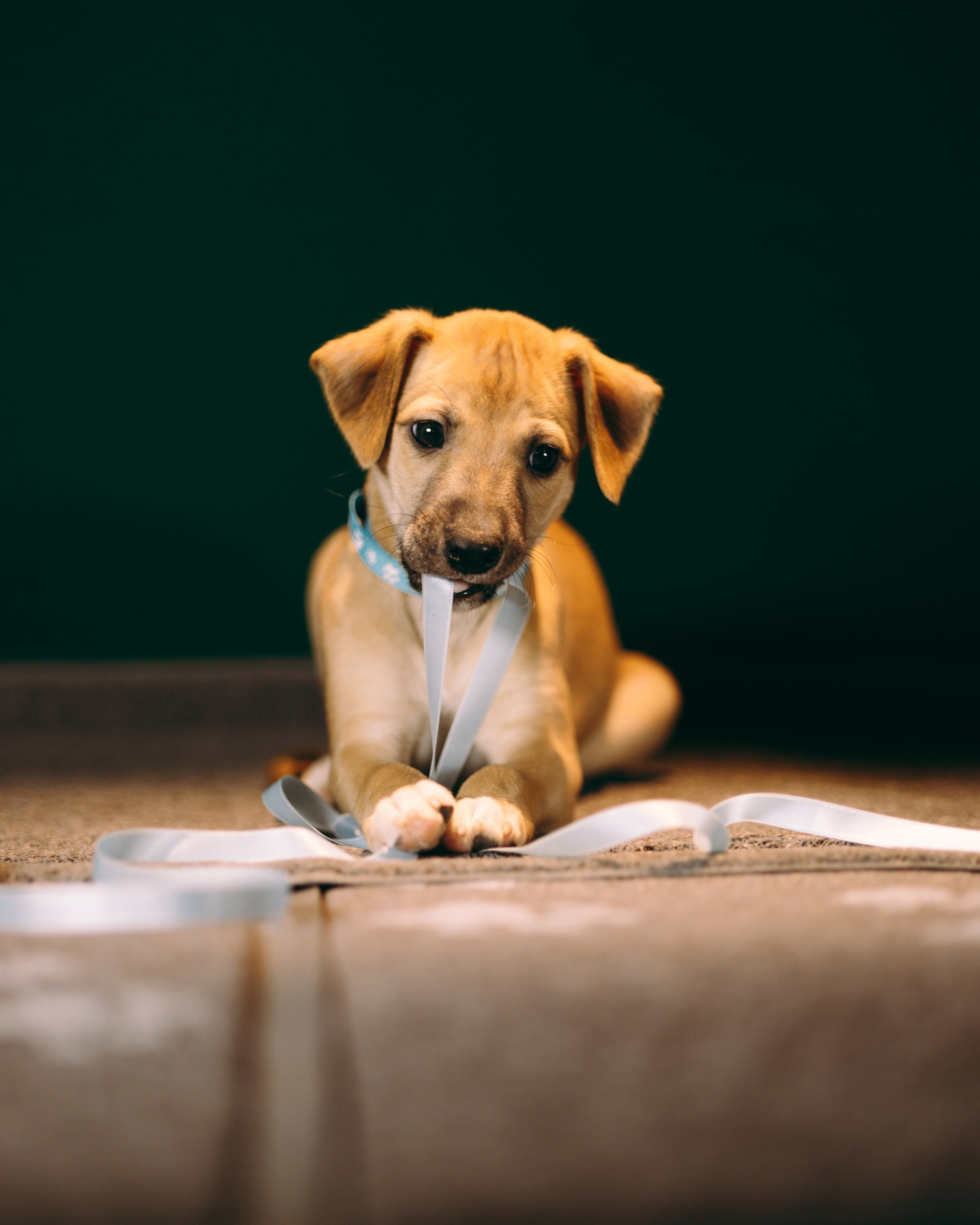 Щенки SL. Анна Самохина. Фотограф. Москва