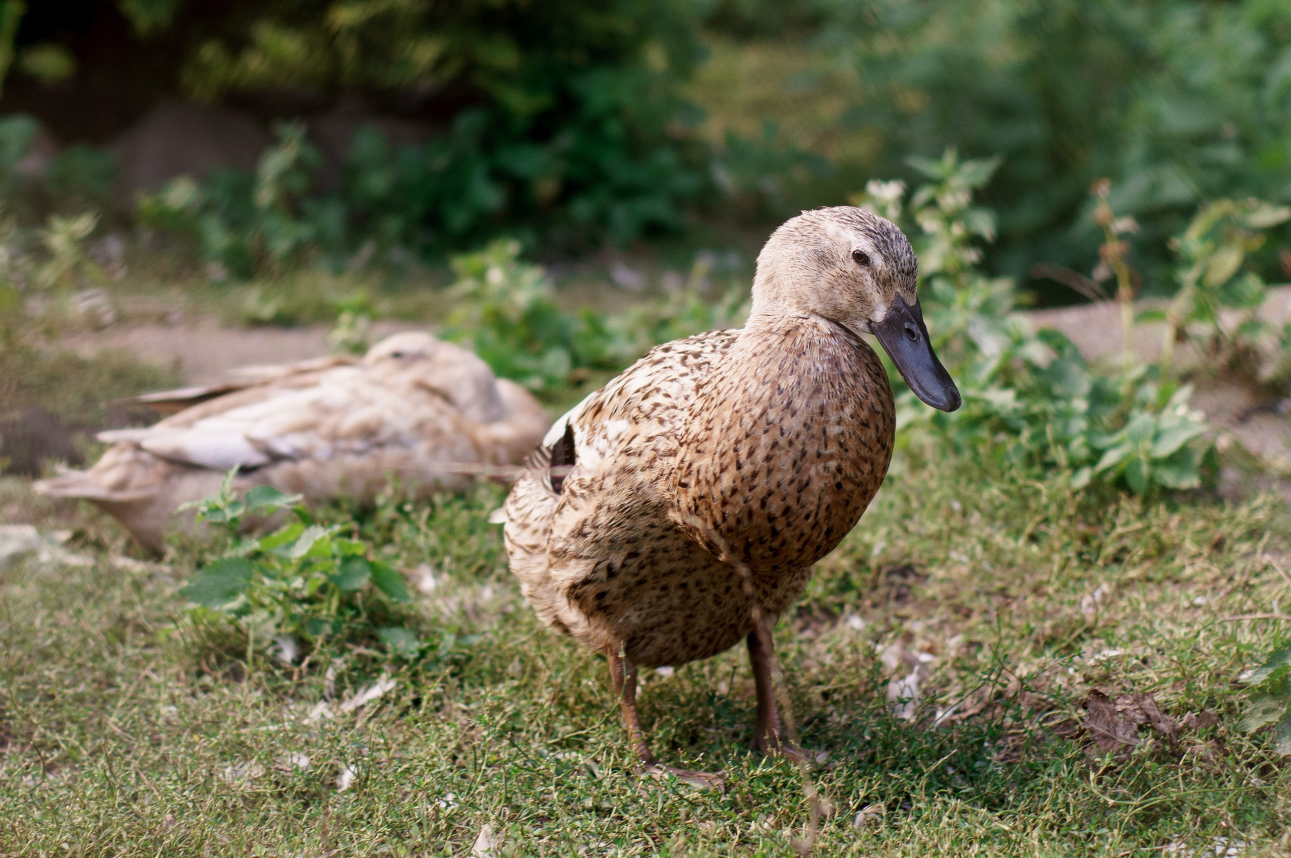 Калининград. Фотограф Шибков Константин