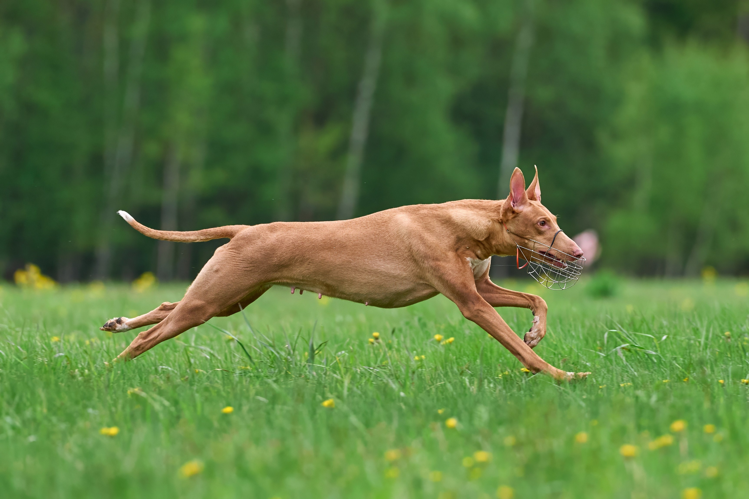 Тренировка по курсингу Донино. Фотограф-анималист Михаил Манухин