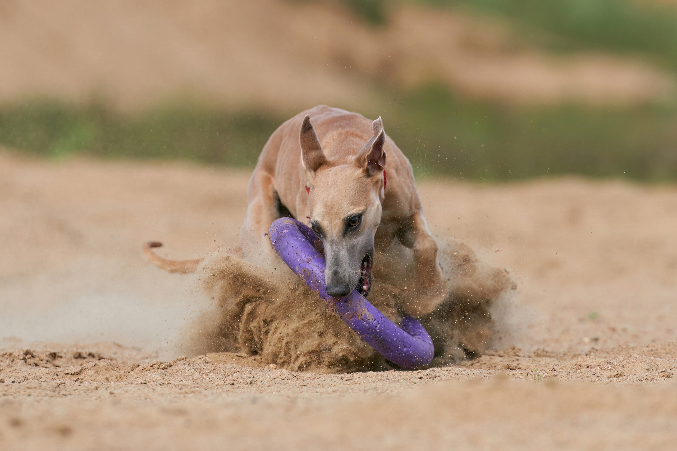 Фотосессии. Фотограф-анималист Михаил Манухин