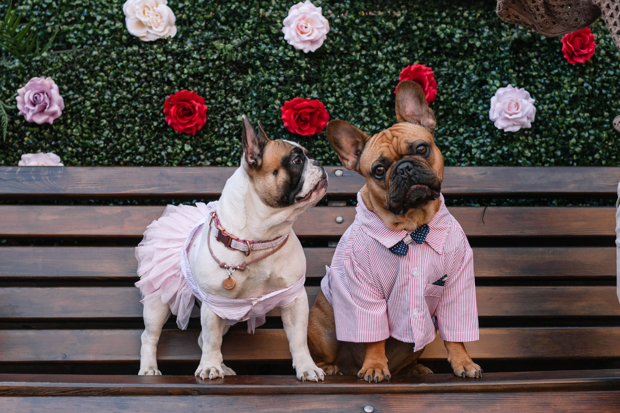 Бульбалл 23.04.2023. Фотограф-анималист Татьяна Степанова