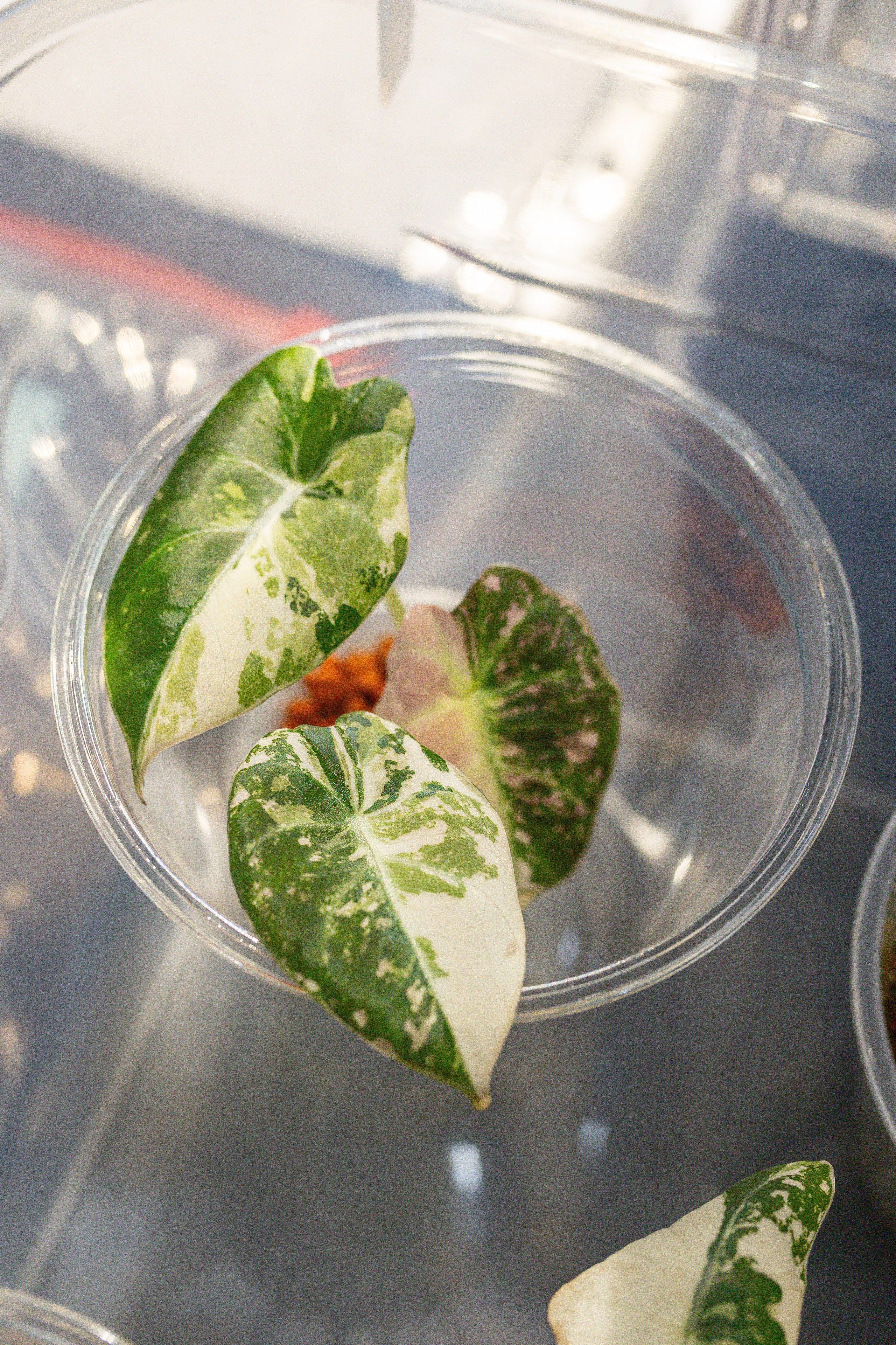 Ярмарка Green Rare 20.09.25. Александра Куликова фотограф, Москва