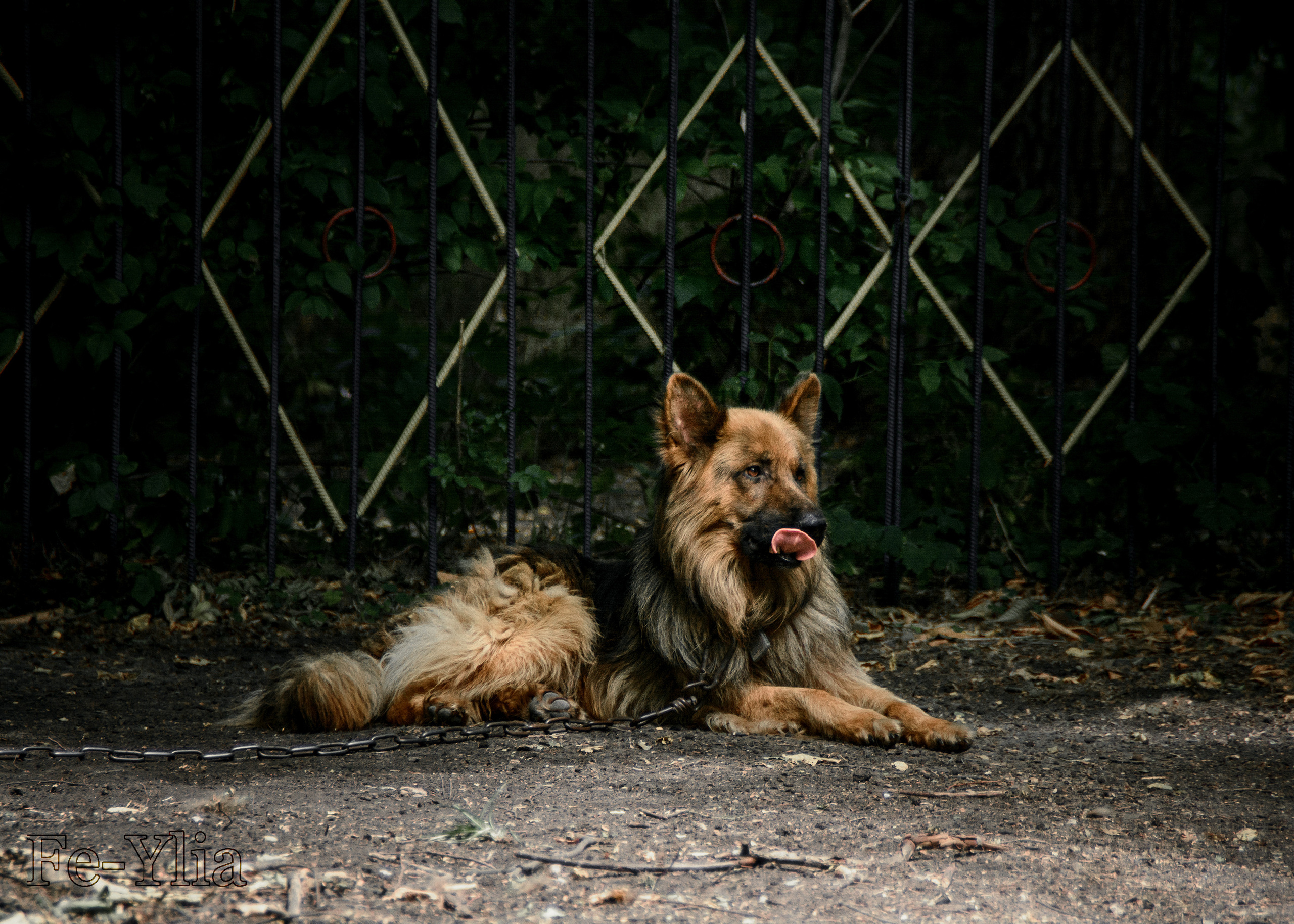 Фотосессия одой овчарки. Фотограф в РФ и ЛНР Юлия Федосеева