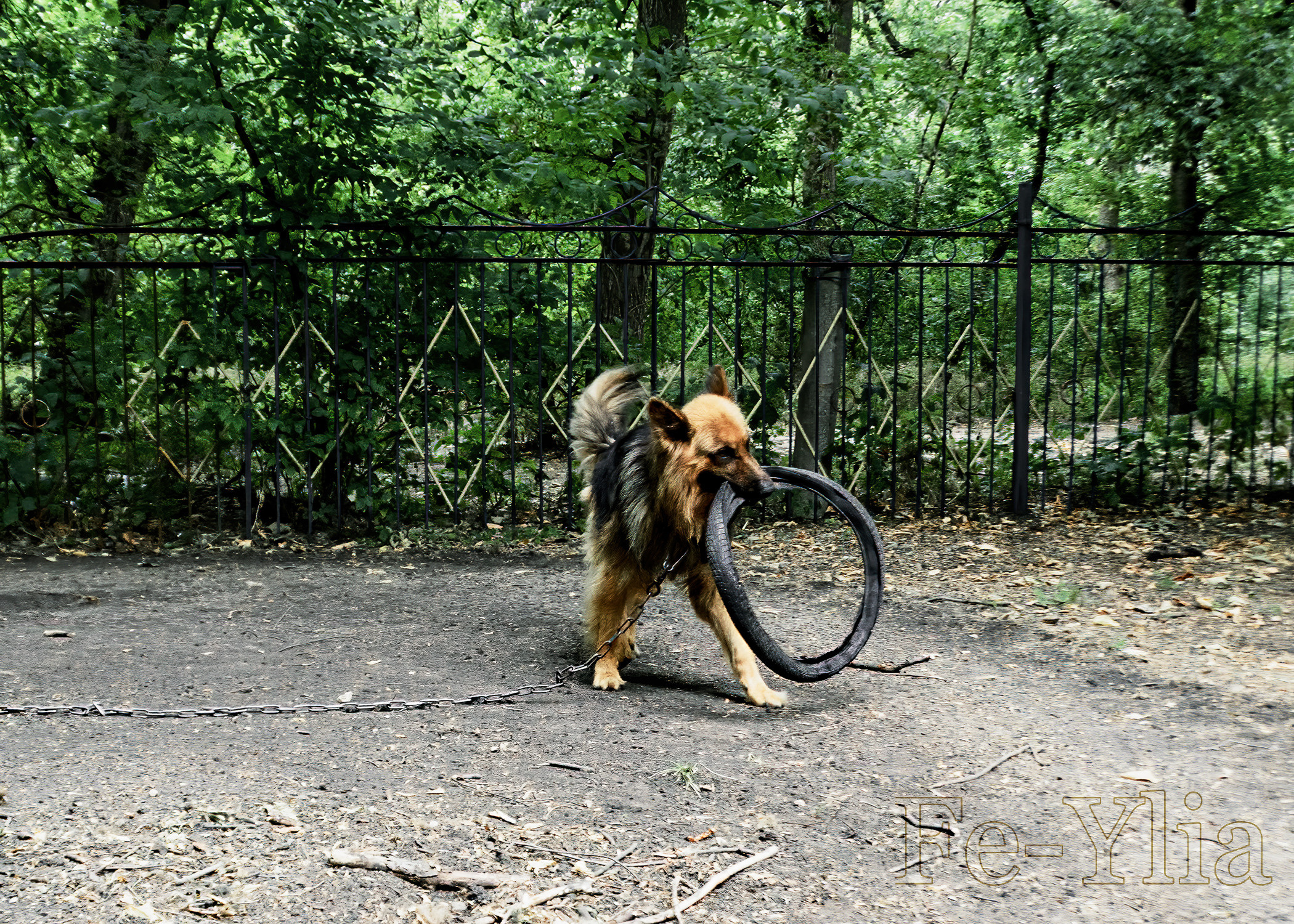 собака играет с велосипедной шиной