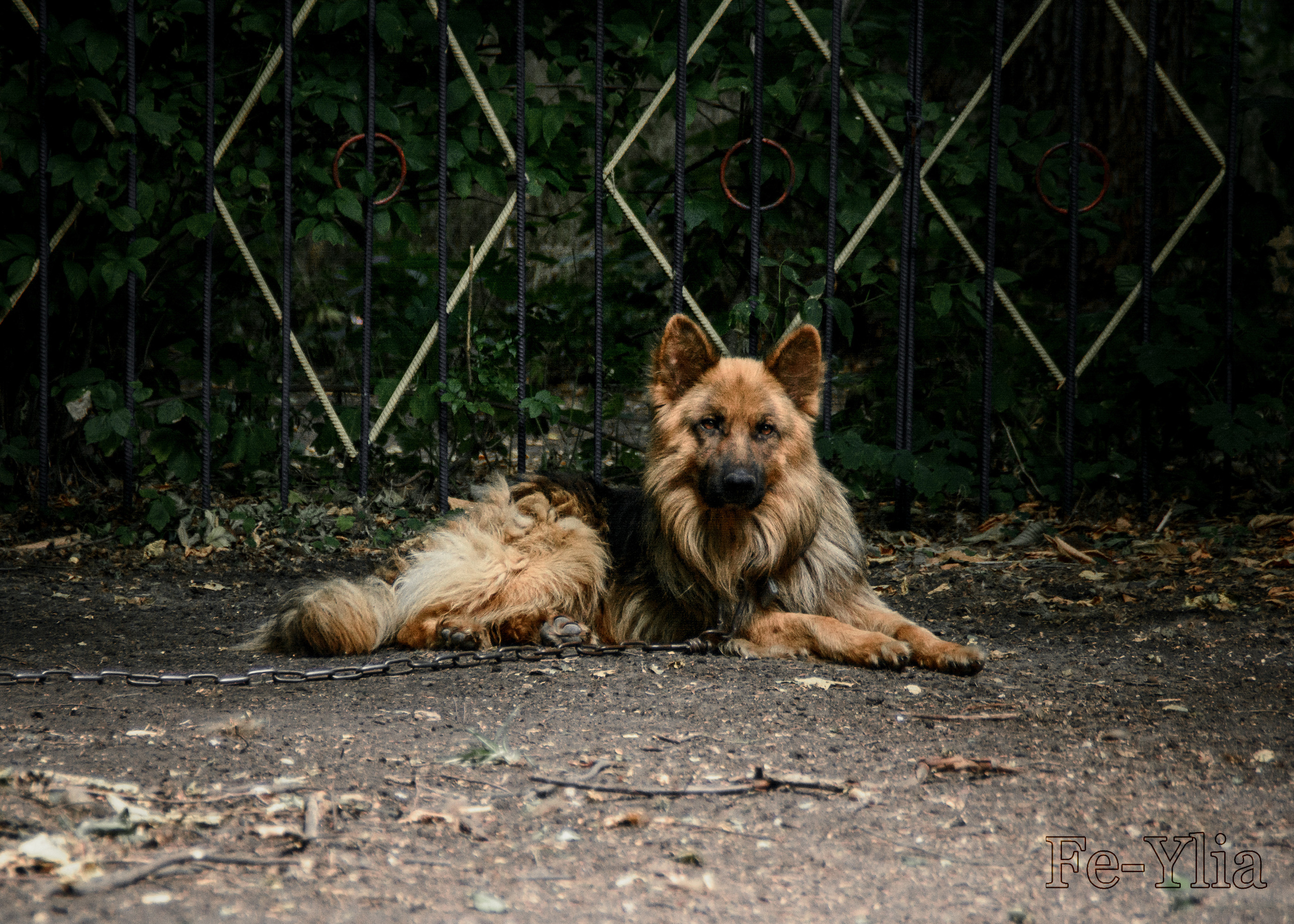 собака на цепи лежит возле забора