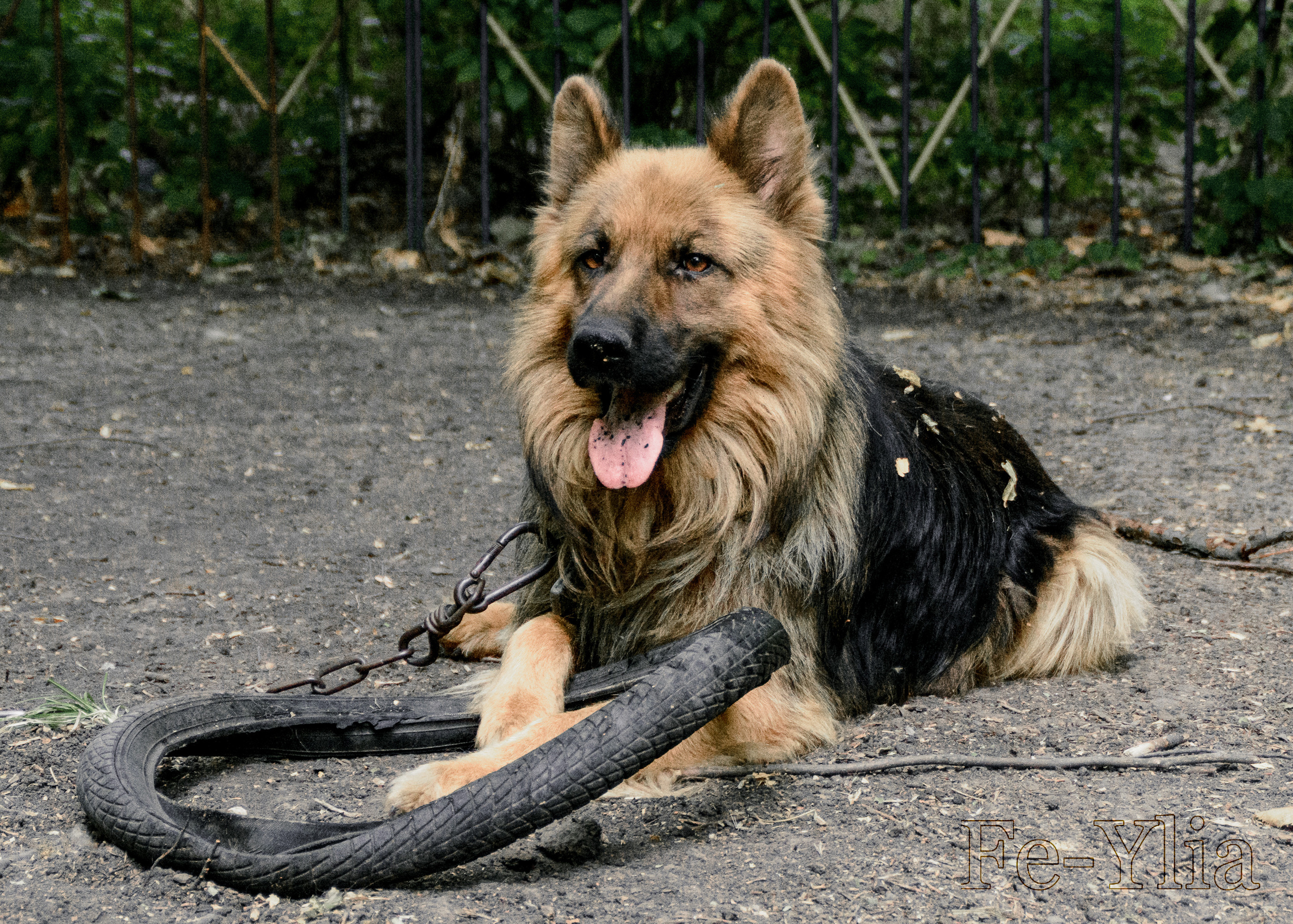 собака играет