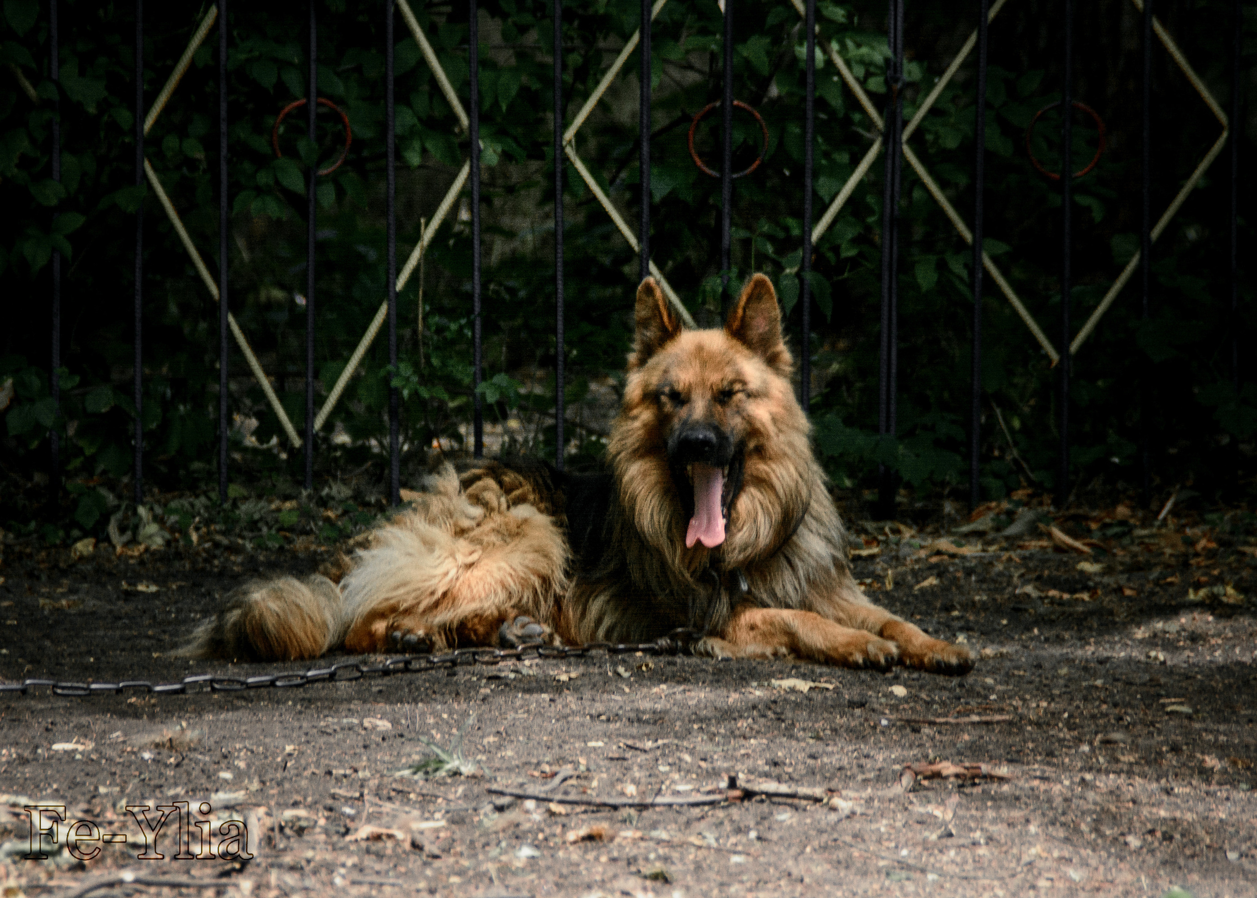 собака лежит возле забора