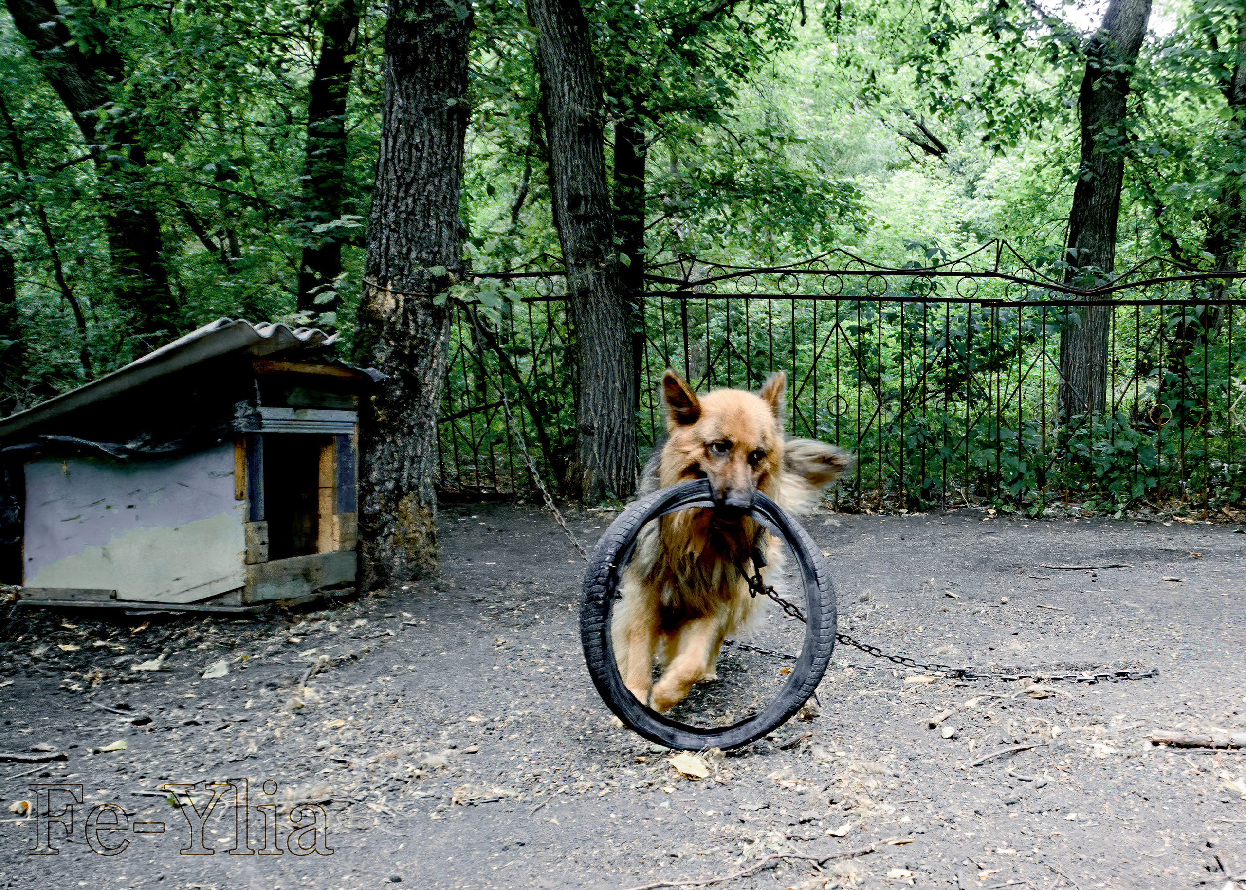 собака бегает и играет с велосипедной шиной