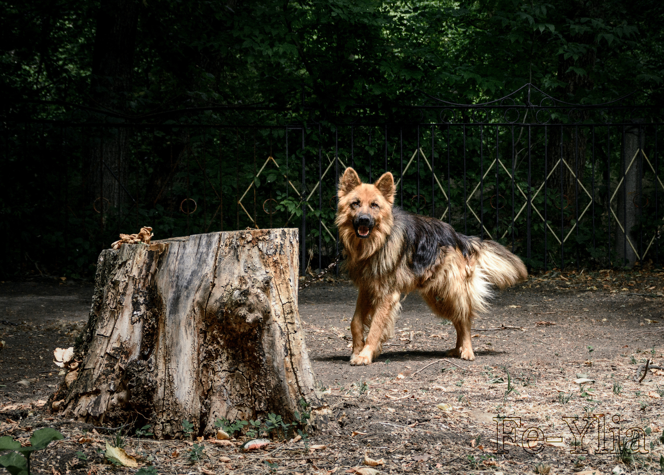собака смотрит в объектив