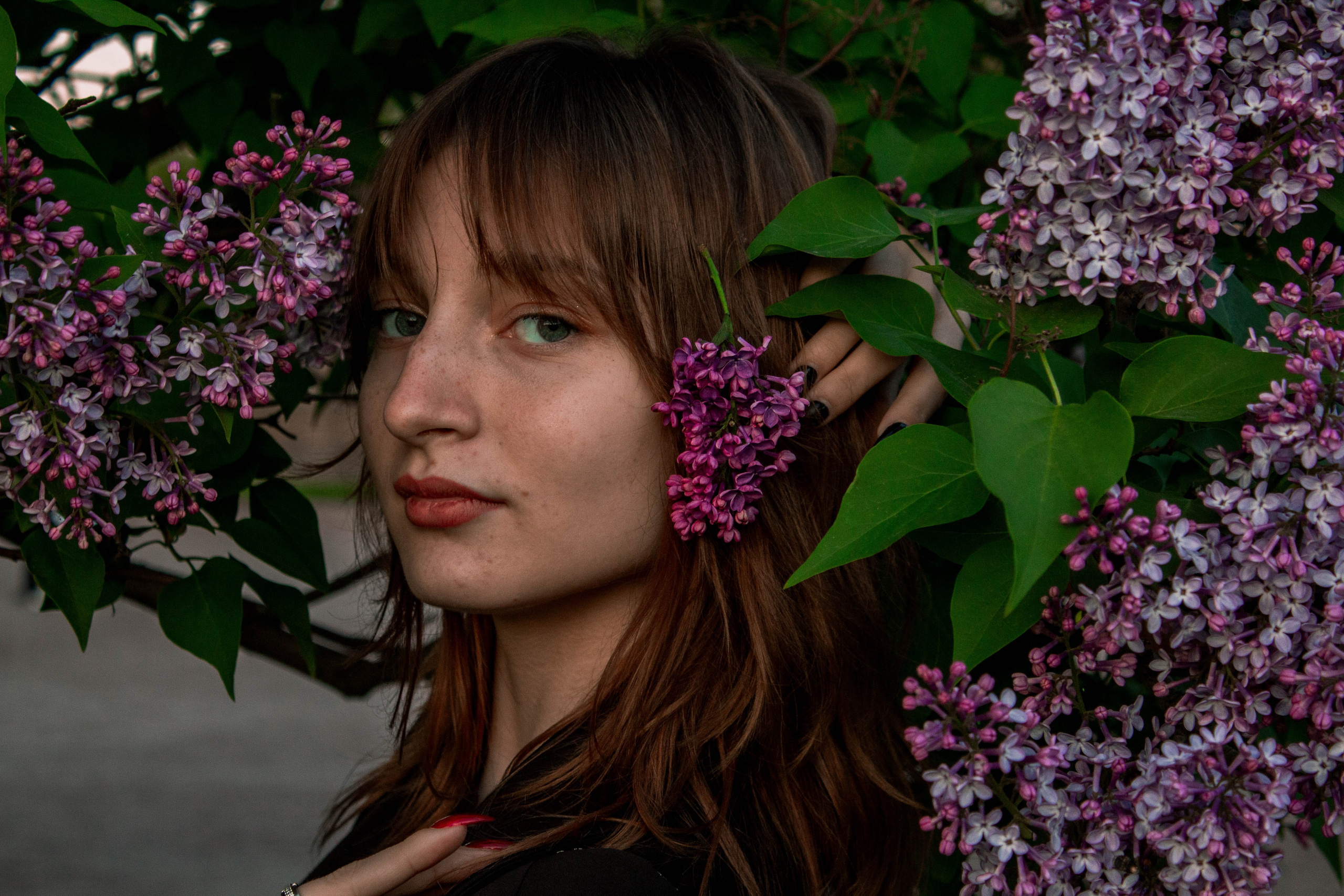 Сирень. Карпогоры, Санкт-Петербург