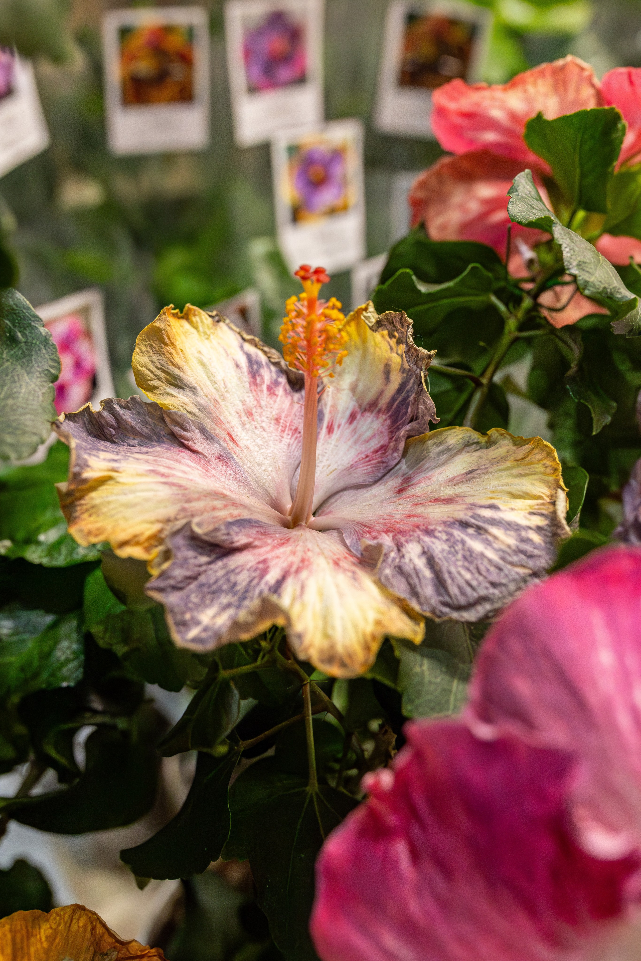 Монстериум апрель 2026. Александра Куликова фотограф, Москва