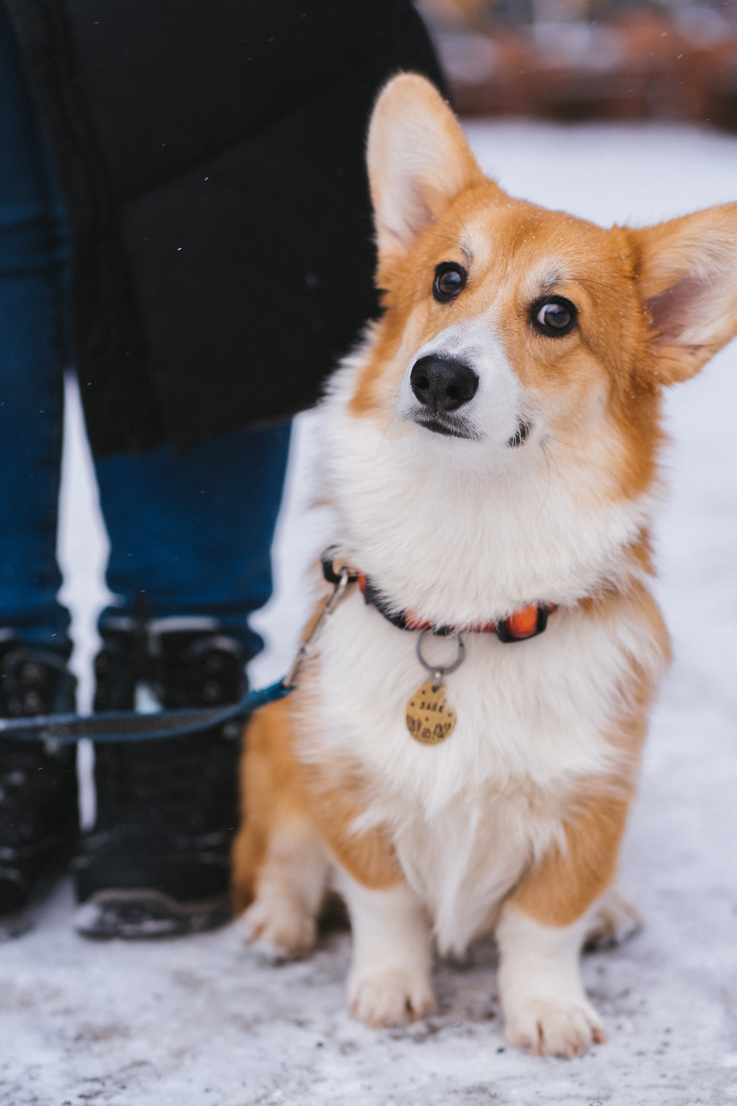 Агата и Лайк. Свадебный фотограф в Москве Анна Полушина