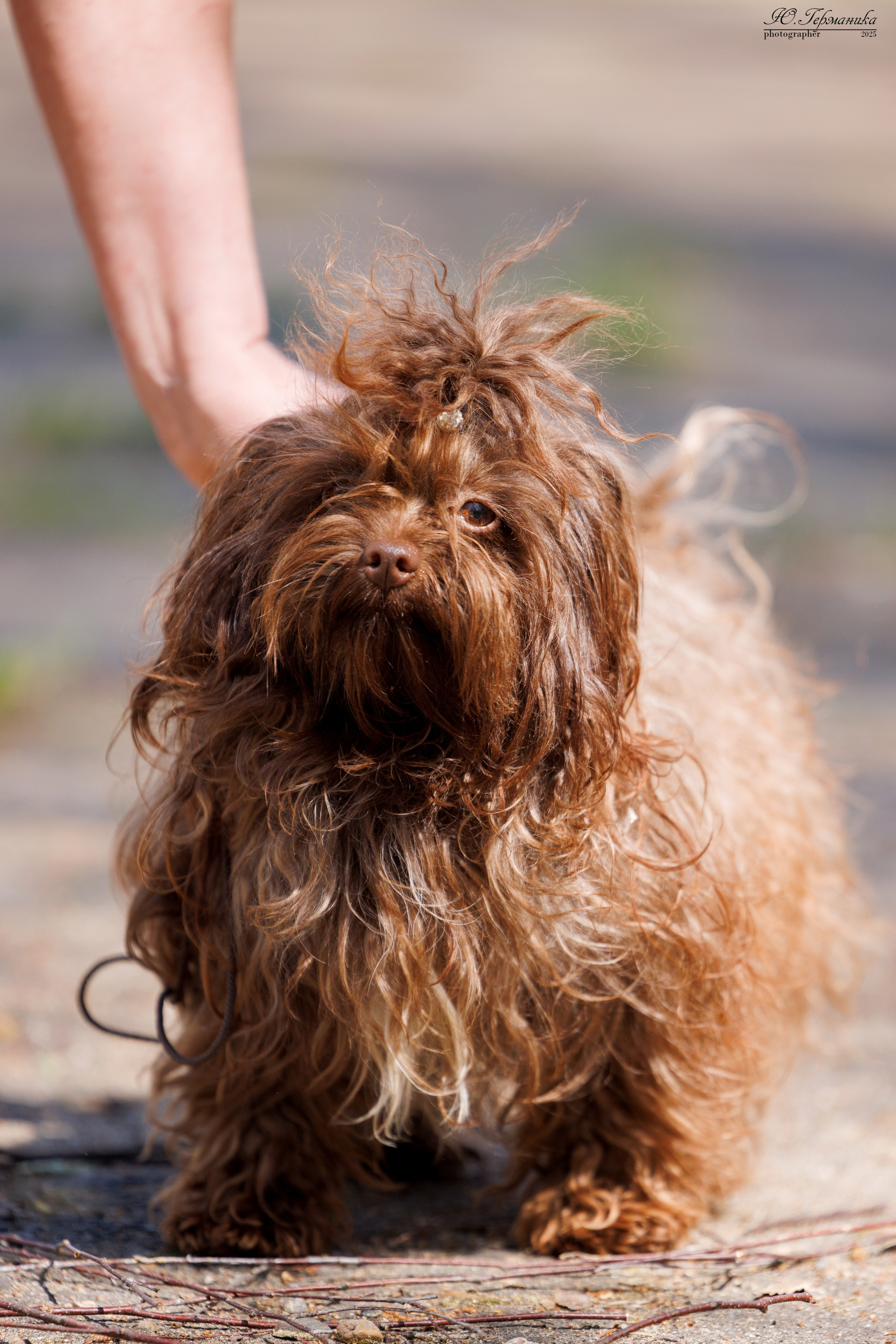 Тверь 24.05.2025. Фотограф-анималист Юлия Германика