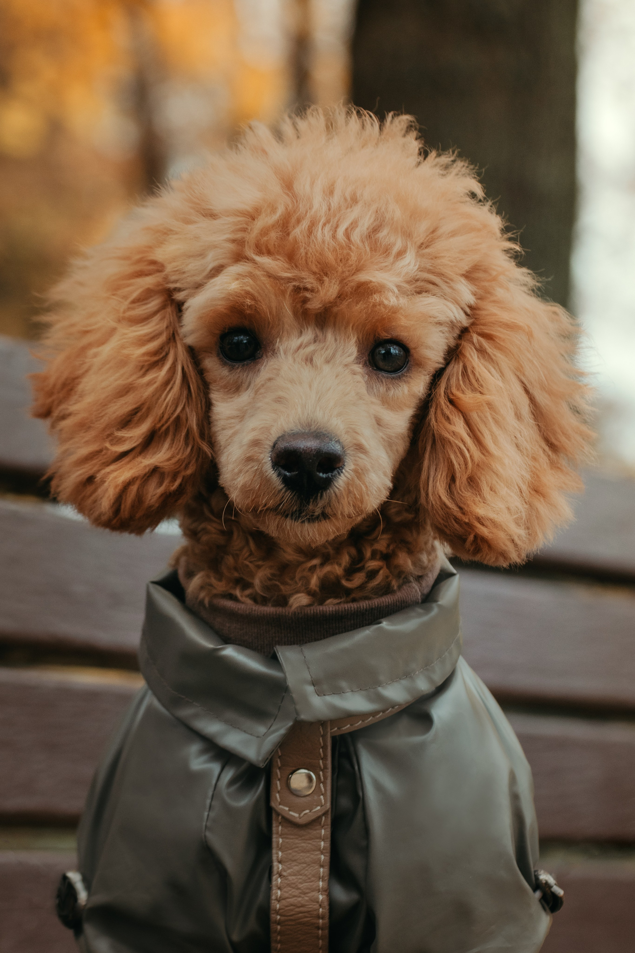 Прогулка с Анастасией и Симоной. Стас Соболь, фотограф анималист, репортажник, Москва