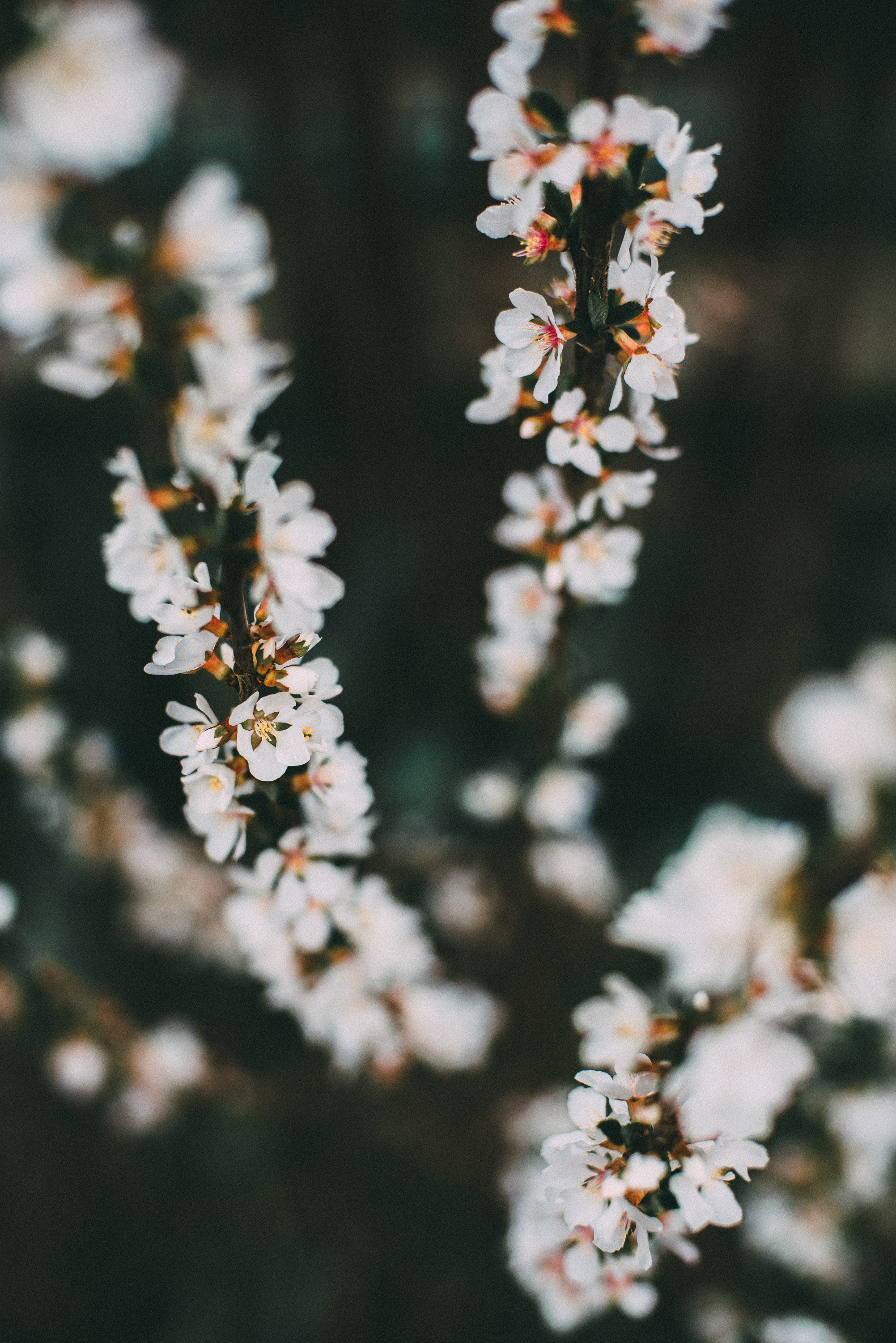 Цветы. Фотограф Анатолий Деникин