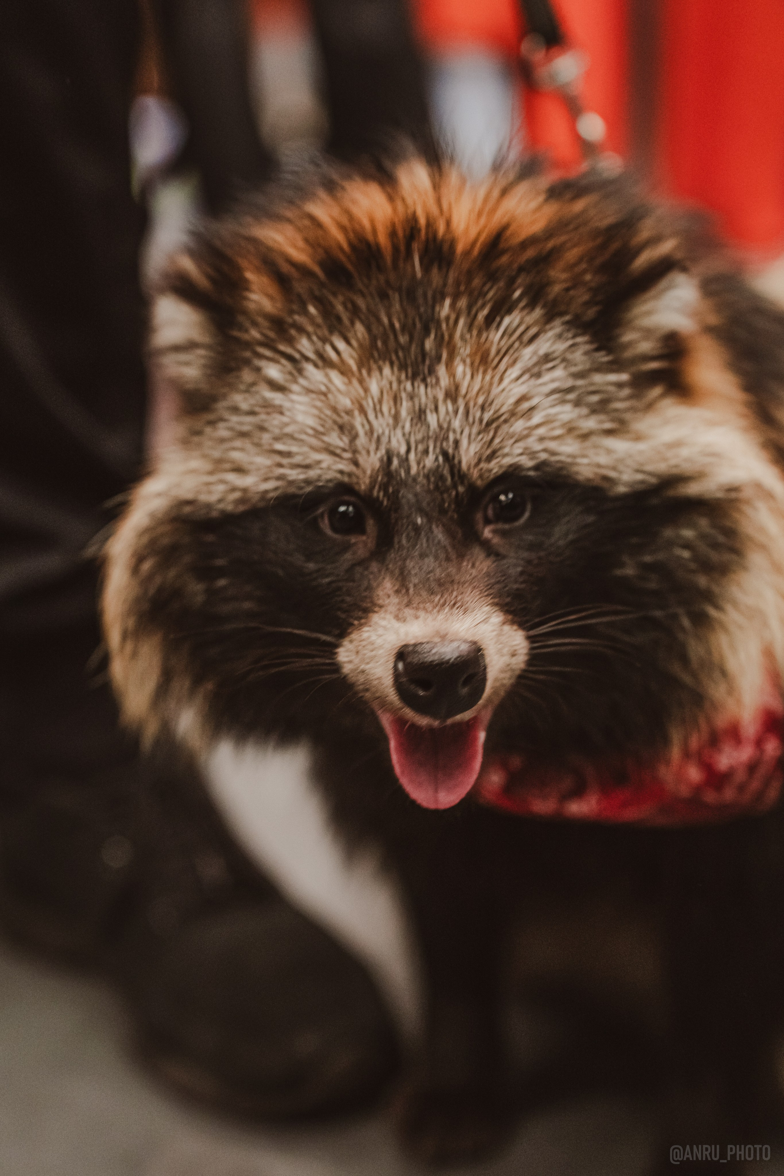 Fox Family fest. Репортажный фотограф Анастасия Рубцова