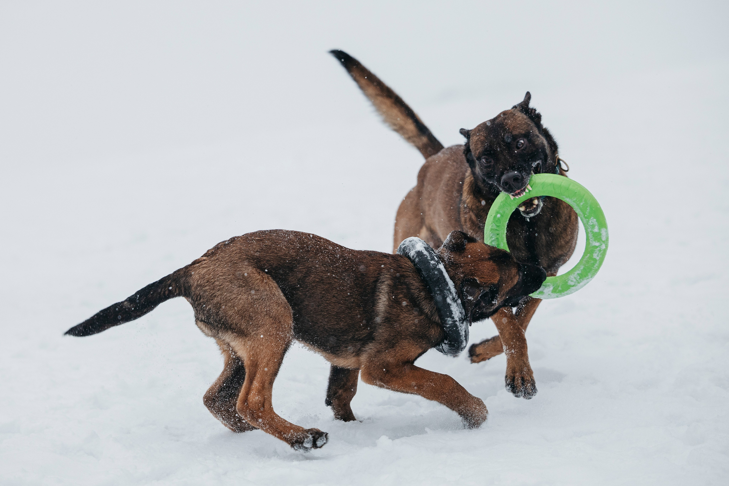 Карьер. Фотограф-анималист Анна Маринич