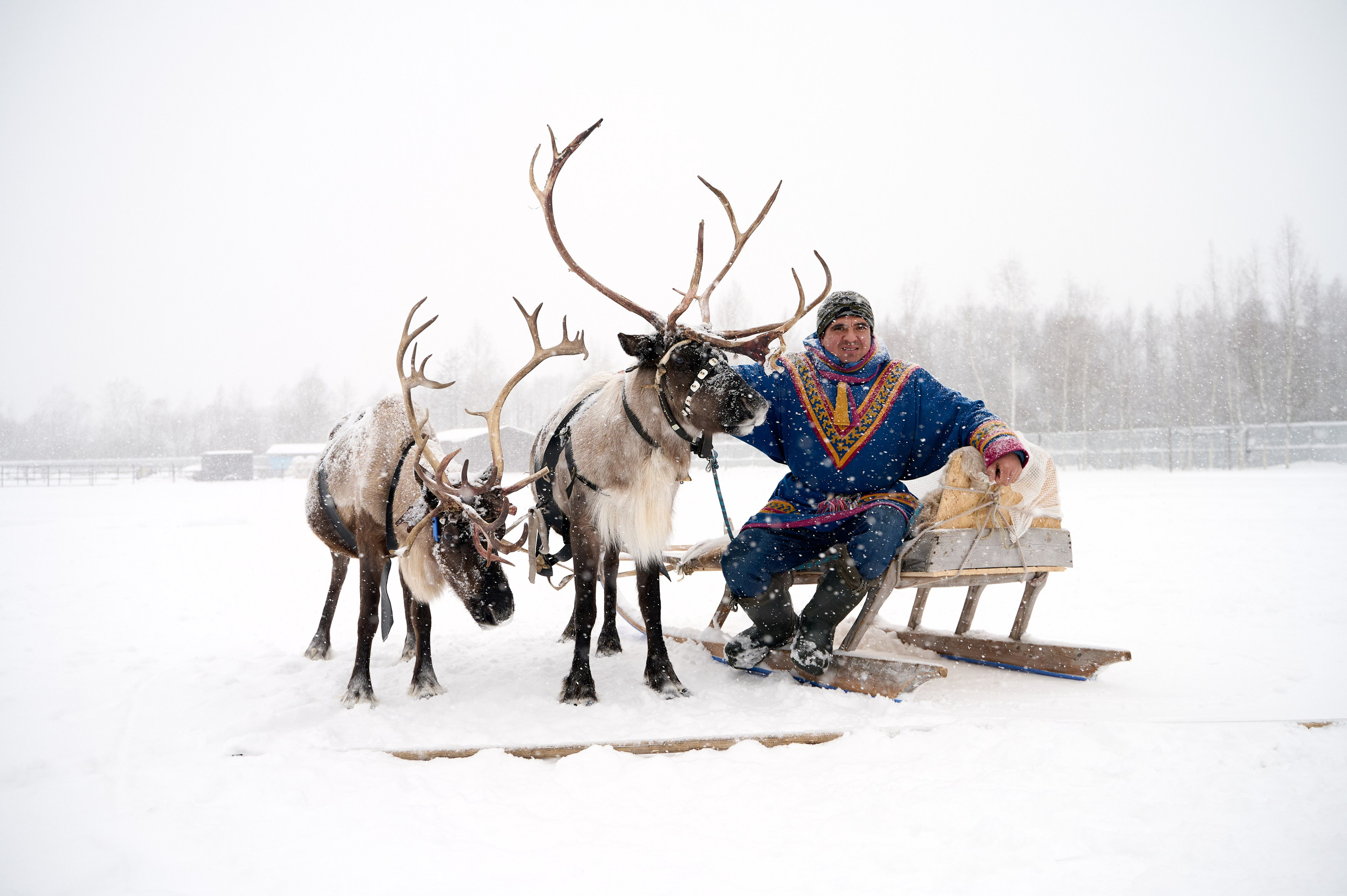 Олени. Фотограф Егорьевск Коломна Воскресенск