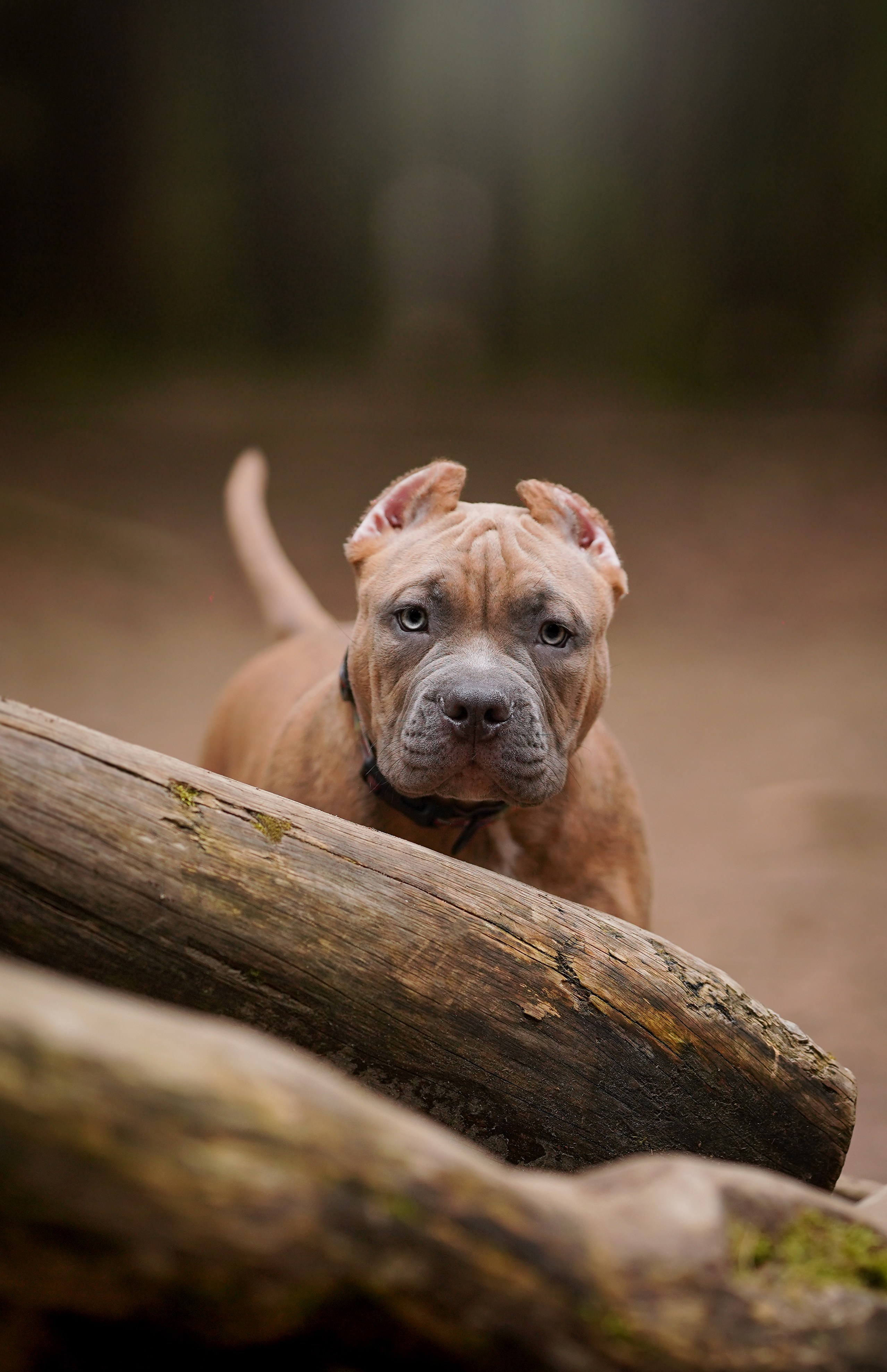 Щенки булли. Фотограф-анималист в Санкт-Петербурге Яна Мартынова
