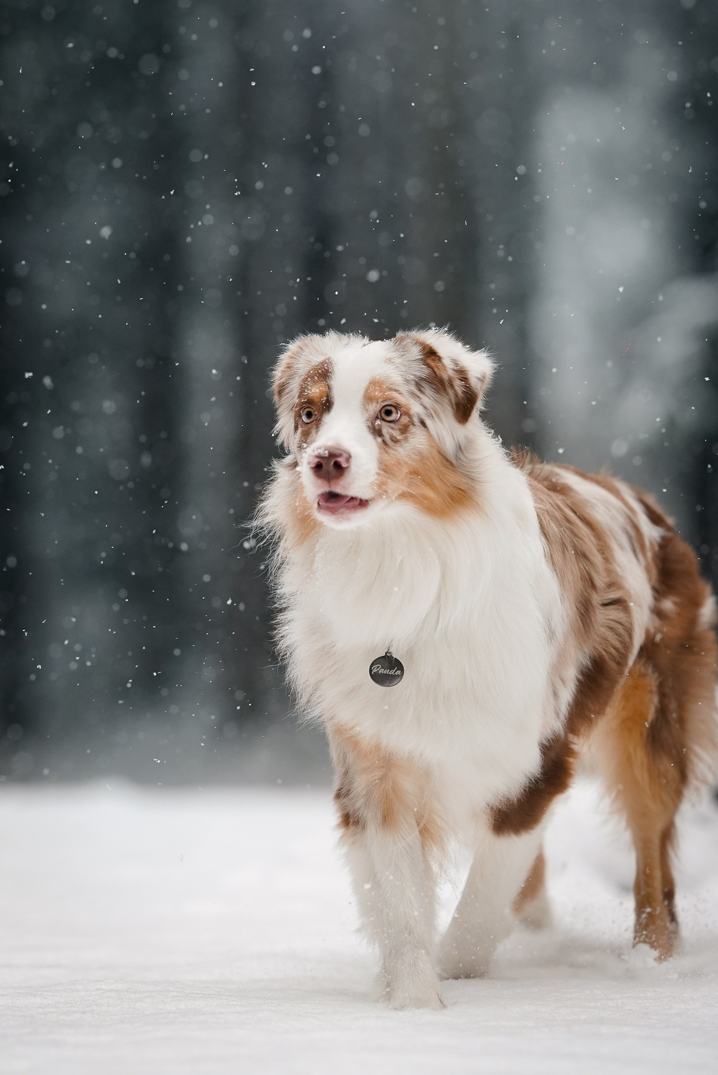 Панда. Фотограф-анималист в Санкт-Петербурге Яна Мартынова