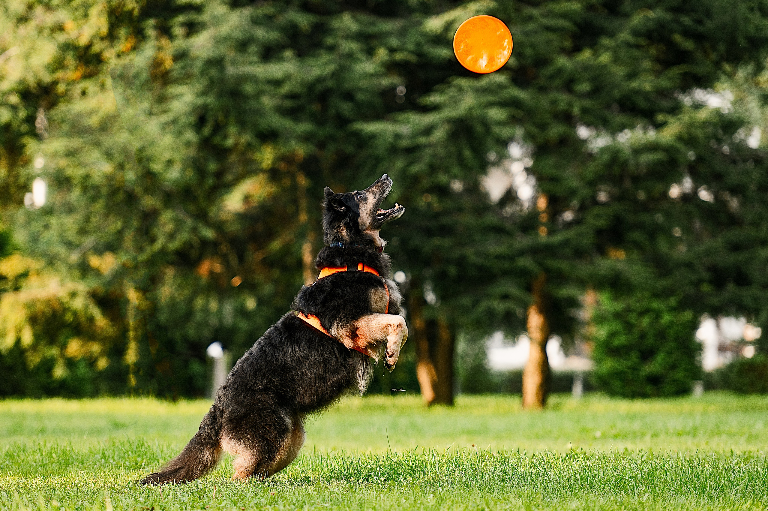Алиса на ВДНХ. Фотограф-анималист
