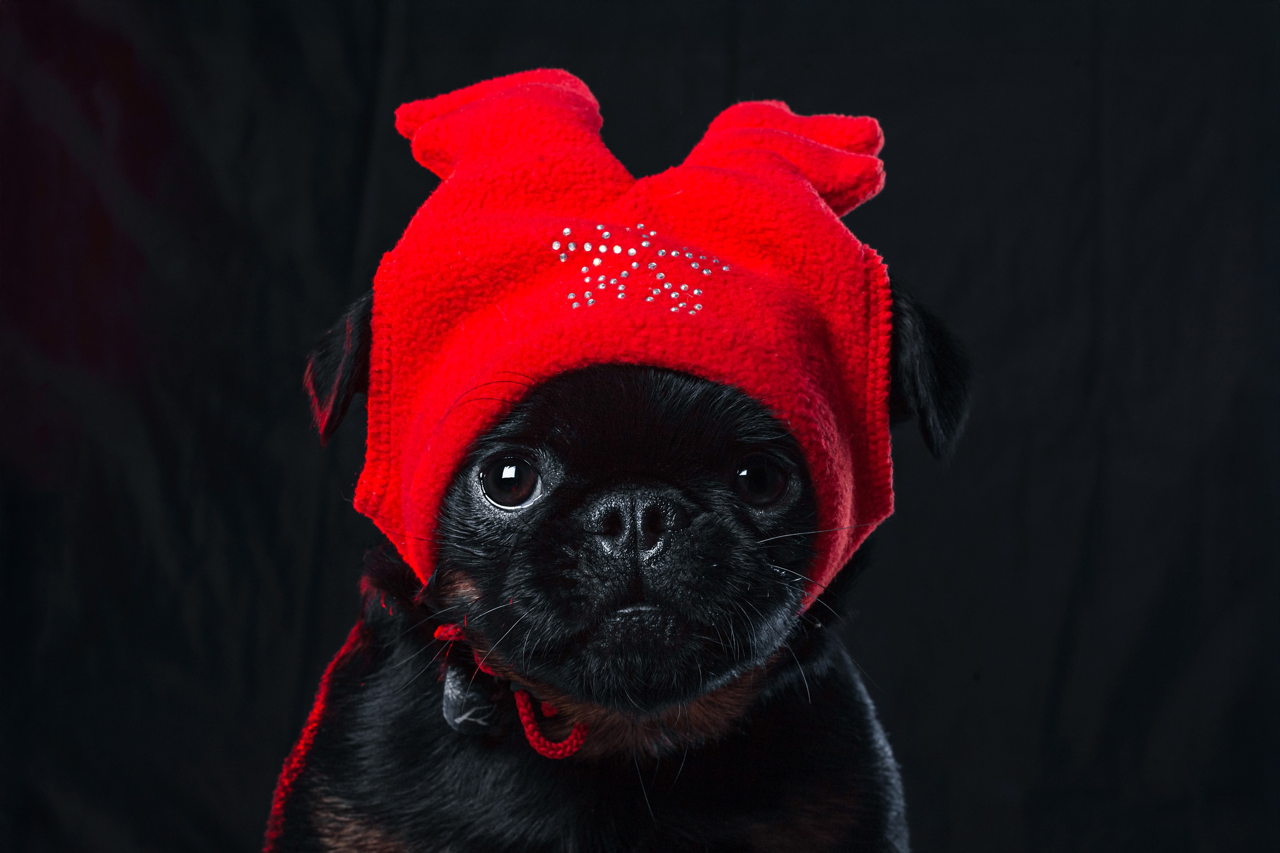 Студийная фотосессия с цветным светом. Фотограф-анималист Татьяна Степанова