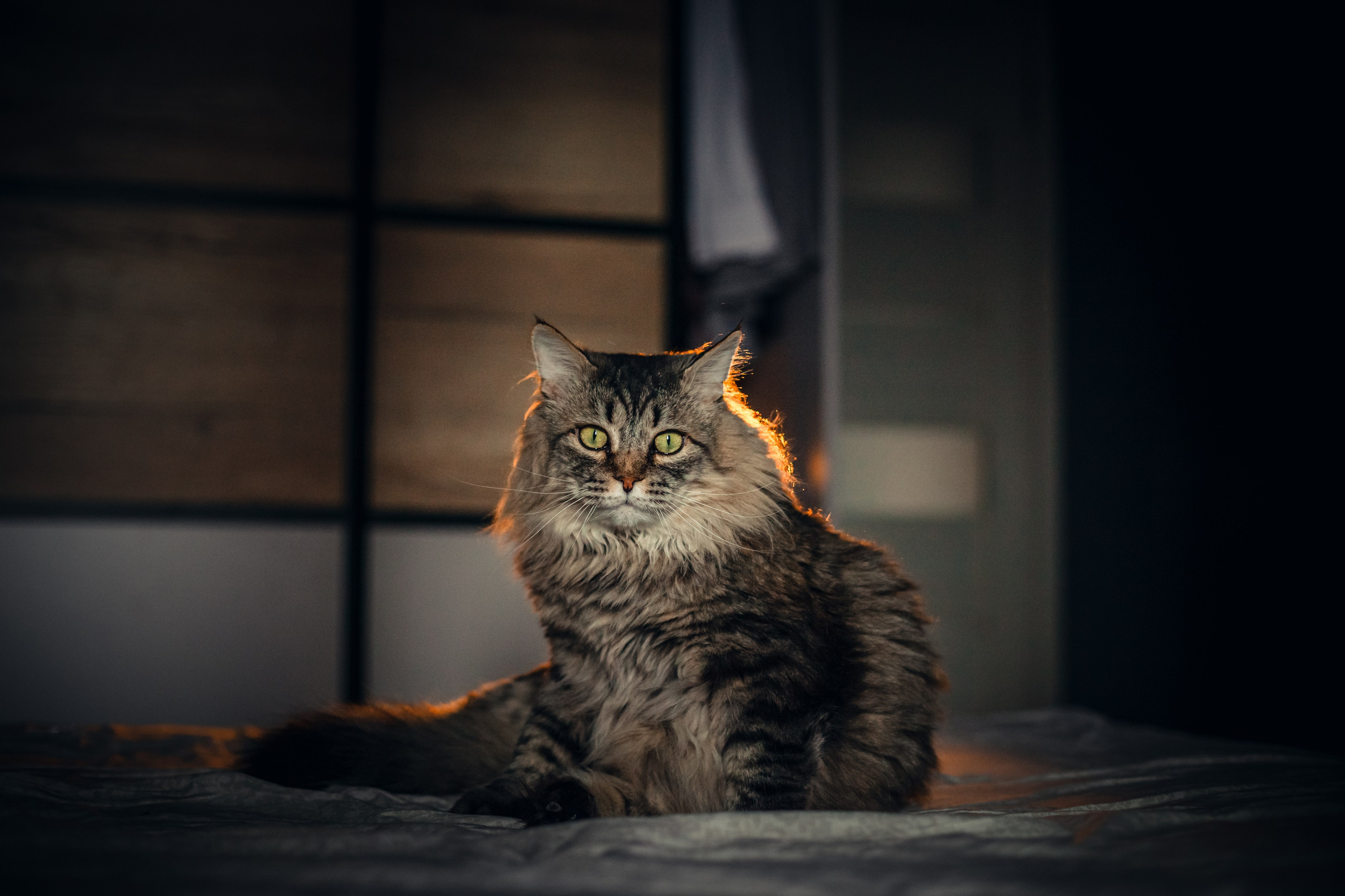 Домашняя фотосессия кота. Фотограф-анималист Татьяна Степанова