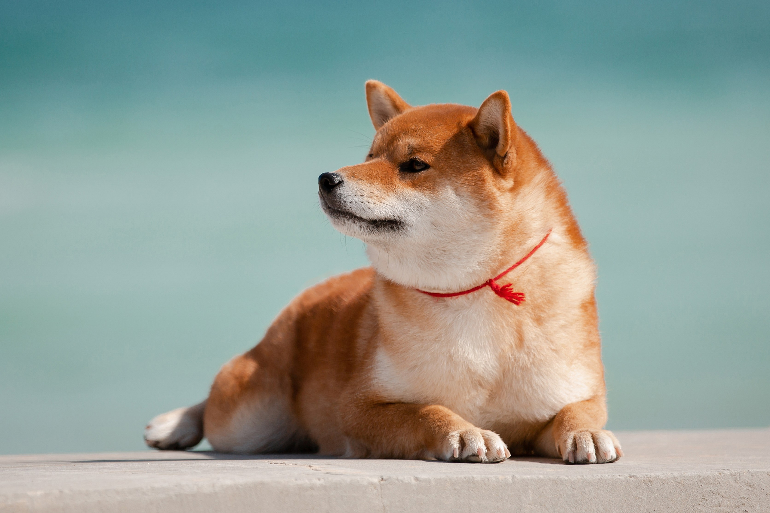 Экстерьерная съёмка Краснодар. Фотограф-анималист в Краснодаре Маша Мельникова