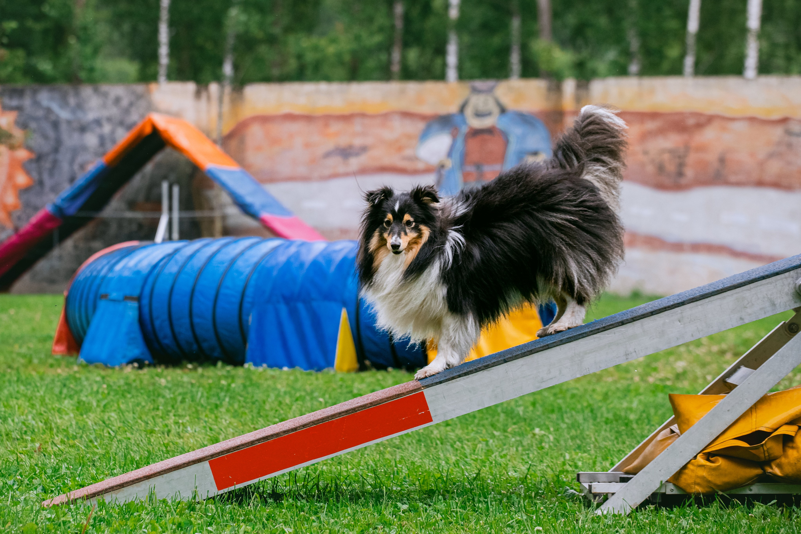 Соревнования по аджилити Долгопрудный 30.06.2025. Фотограф-анималист Татьяна Степанова