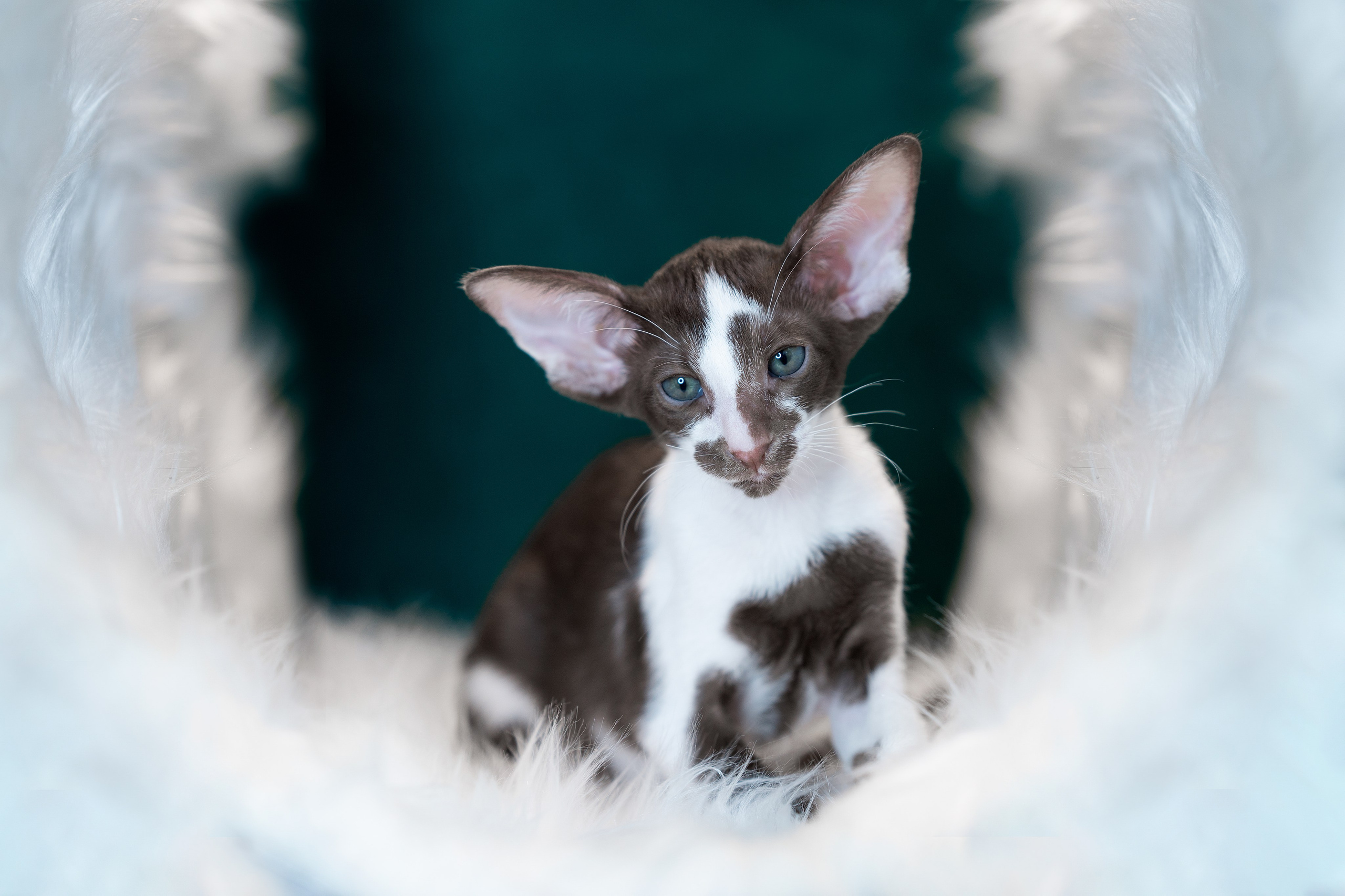 Заводчик Юлия Панова. Творческий фотограф Вологда