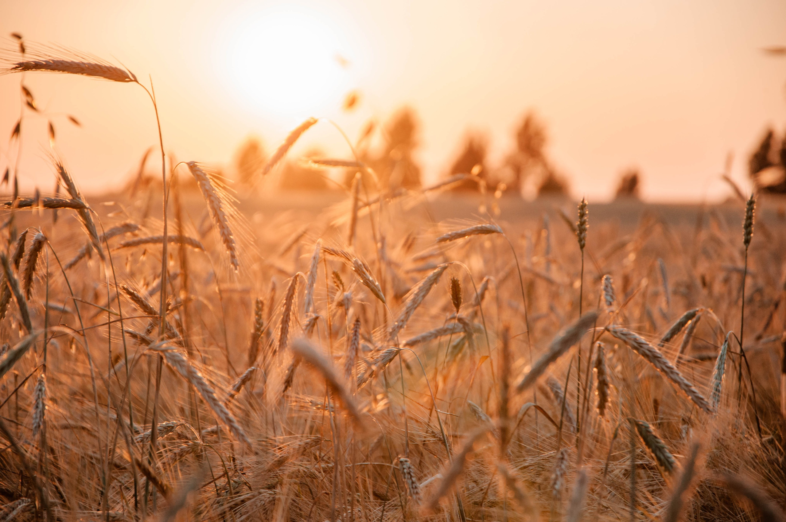 Семья. Свадебный Фотограф в Твери Анастасия Булкина