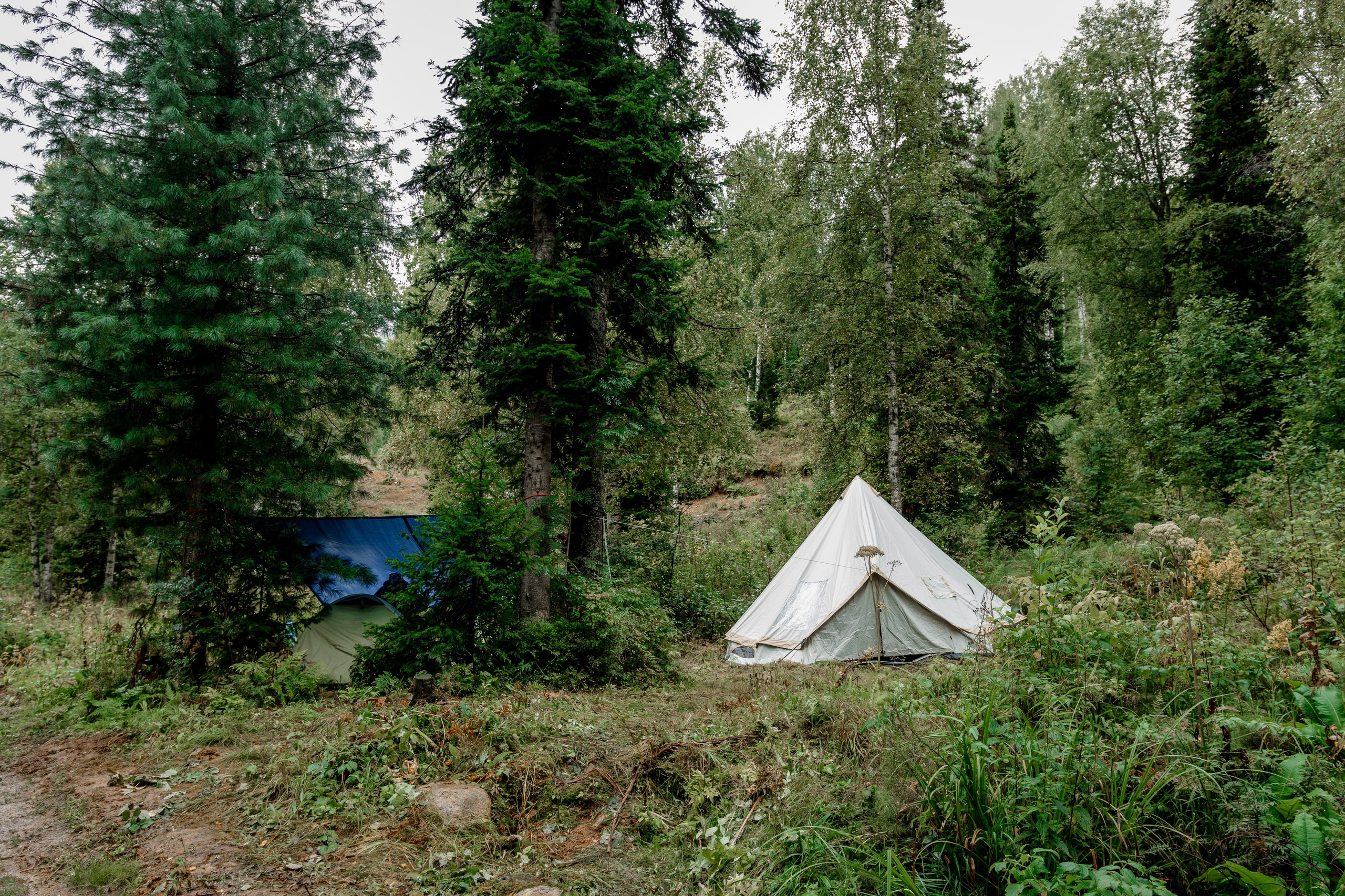 Дог-треккинг