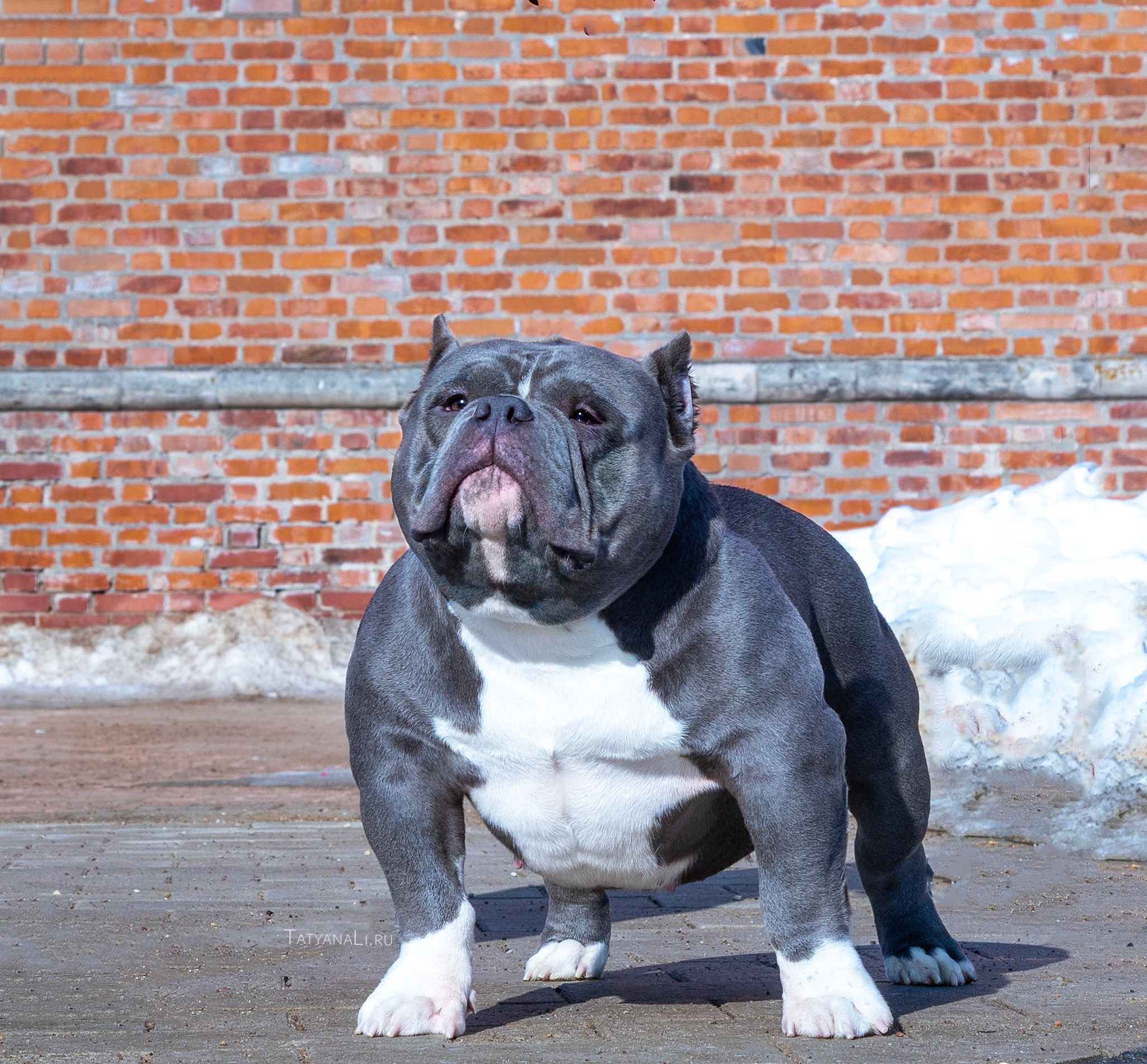 Американский булли. Фотограф — анималист Татьяна Ли
