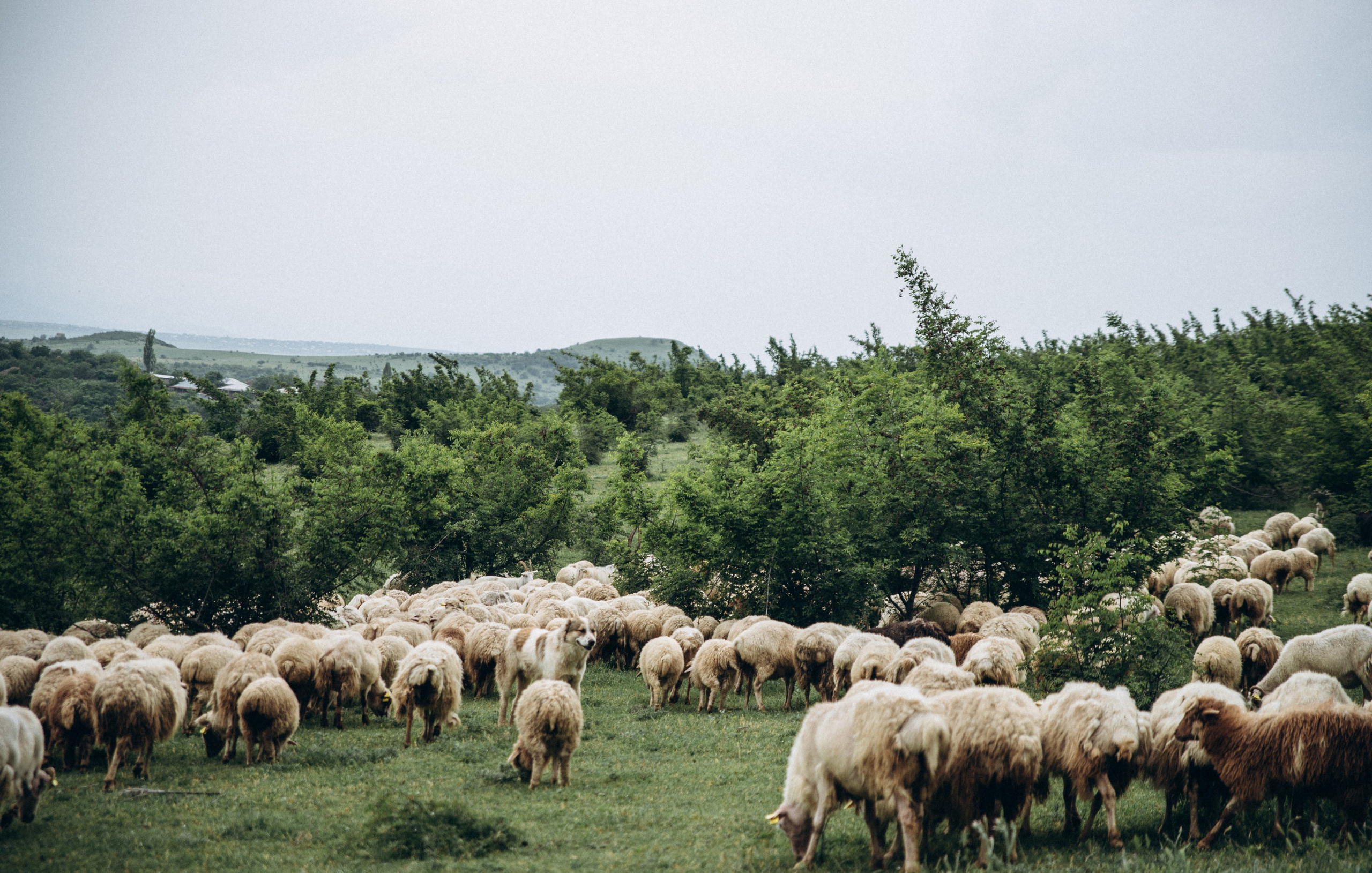 Коджори, Грузия 🇬🇪 «Honey Trip». Anita_photo