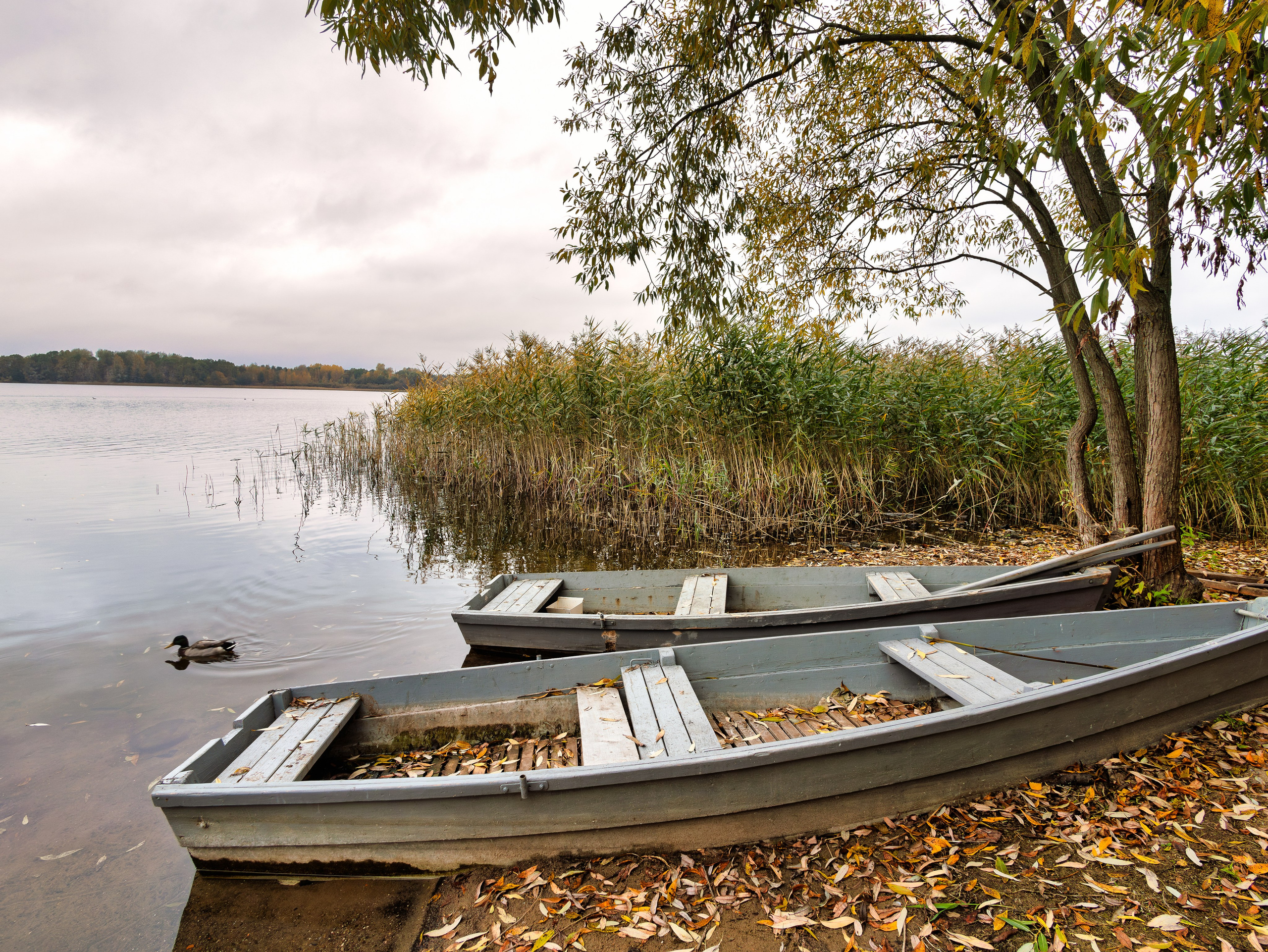 Голубые озера, Псковская область. Октябрь 2024. Фотограф Никифоров-Гордеев Сергей. Москва и МО