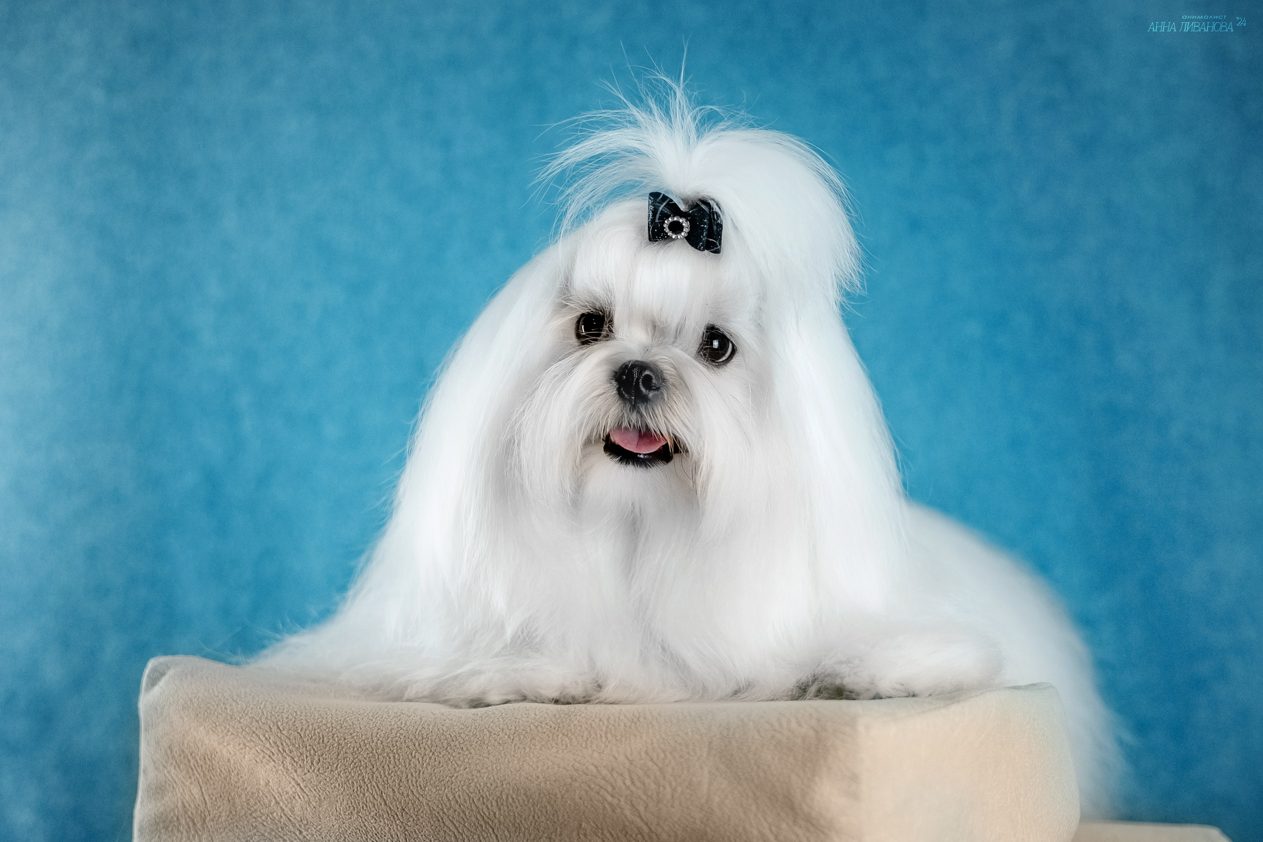 Мальтезе. Фотограф анималист Аня Ливанова | Рыбинск