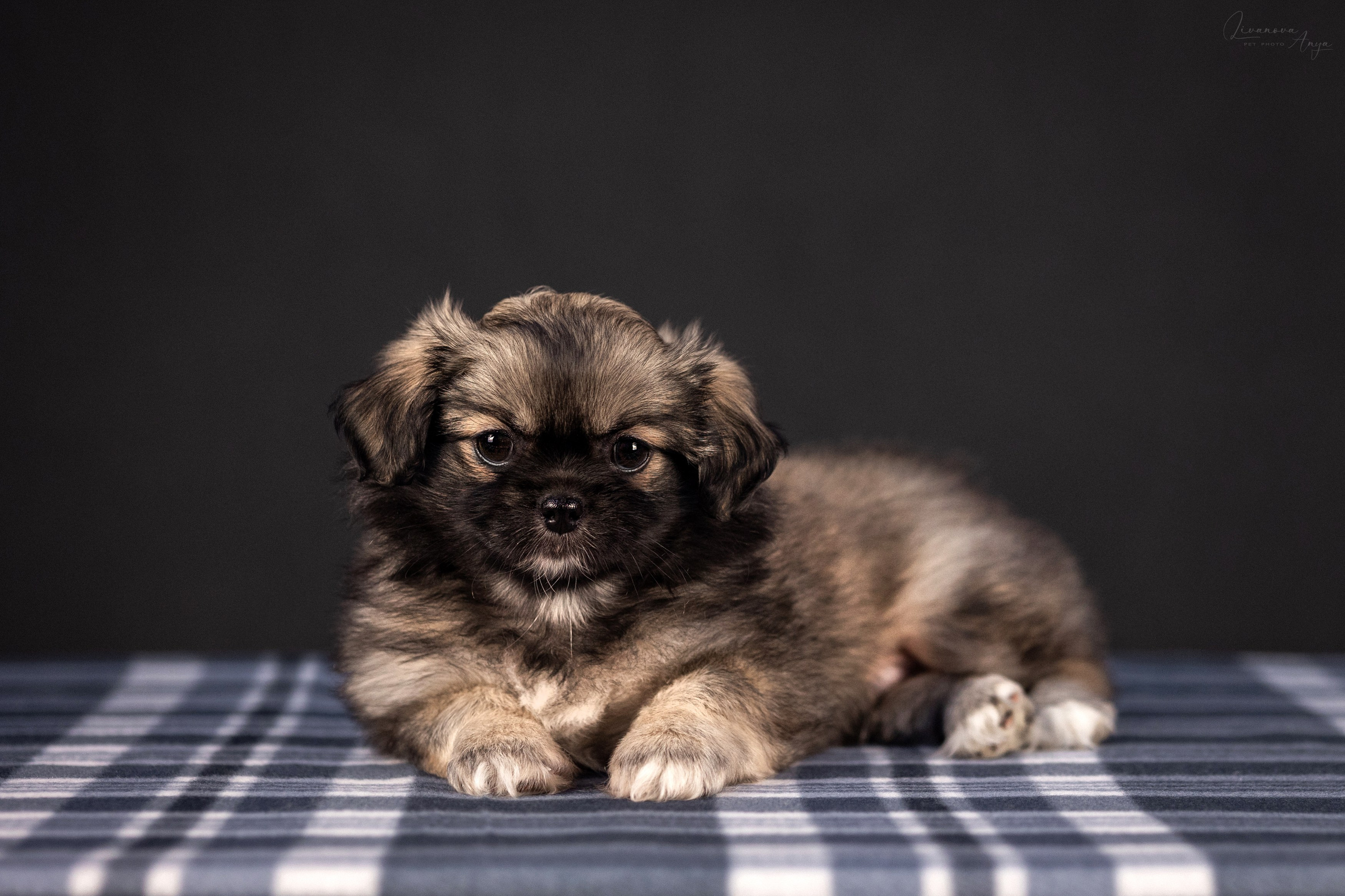 Тибетские спаниели. Фотограф анималист Аня Ливанова | Рыбинск