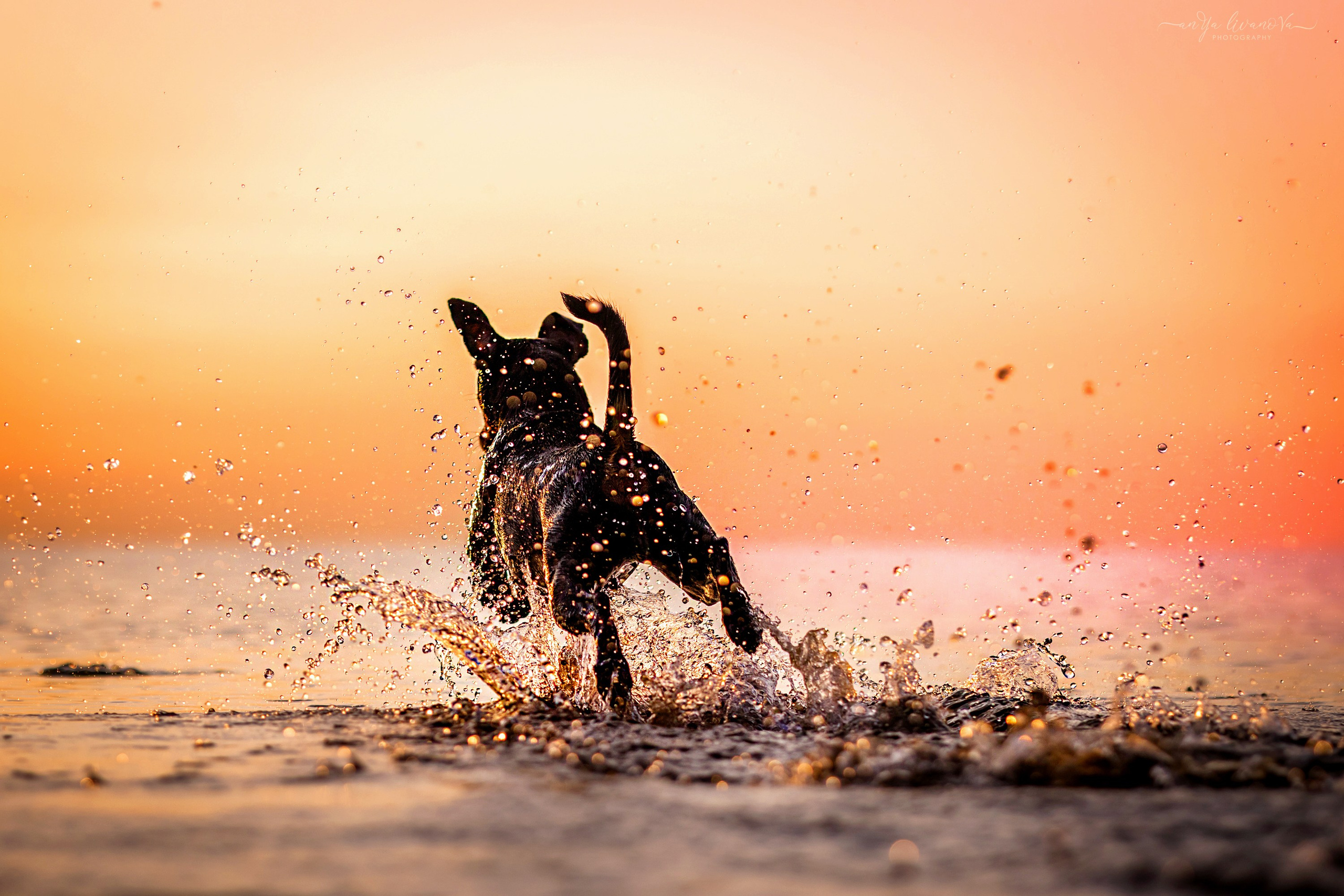 Ляля — Маня — Плюша закат. Фотограф анималист Аня Ливанова | Рыбинск