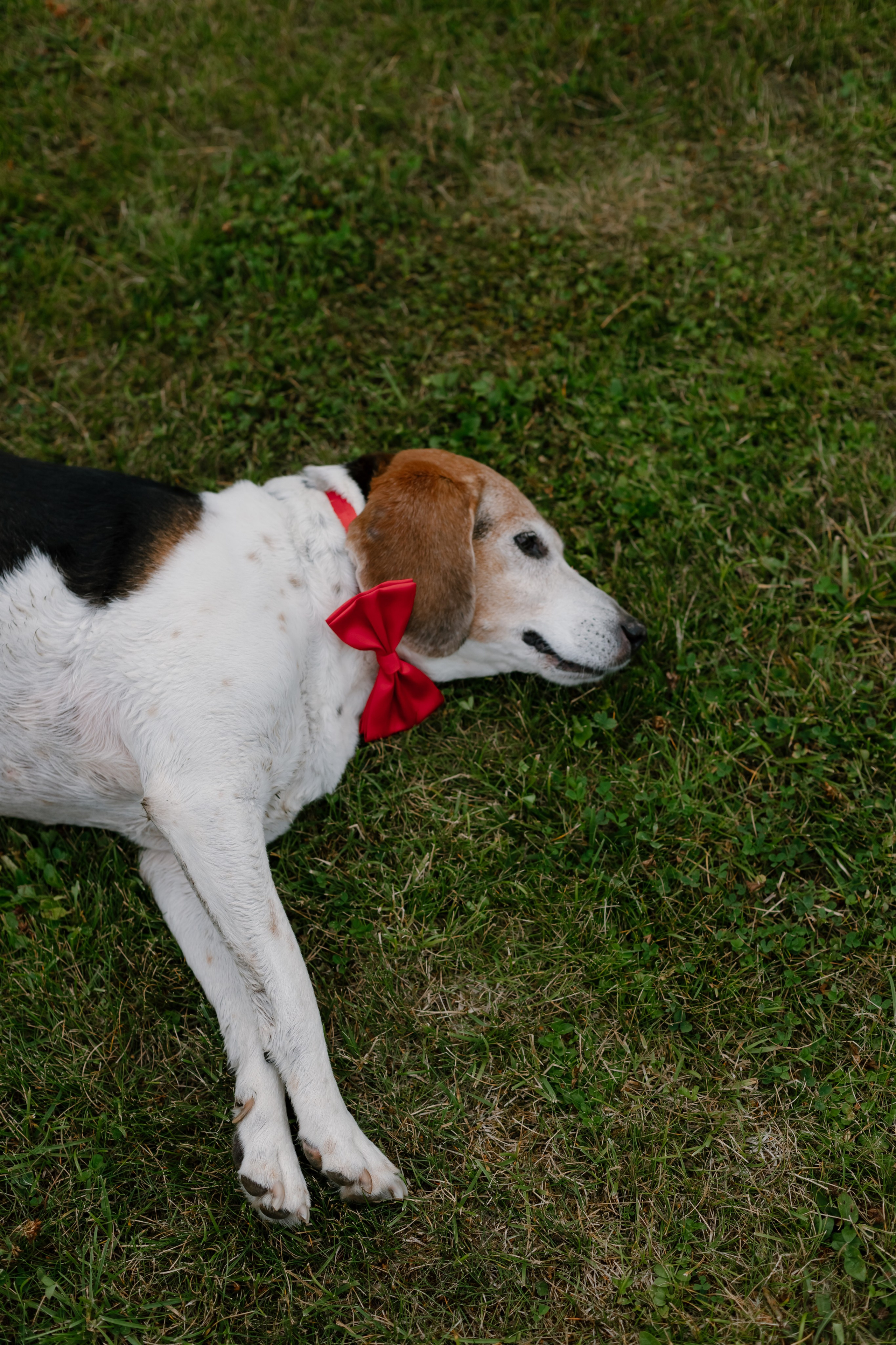 Букетик черники. Майя Алиева Свадебный фотограф в Санкт-Петербурге