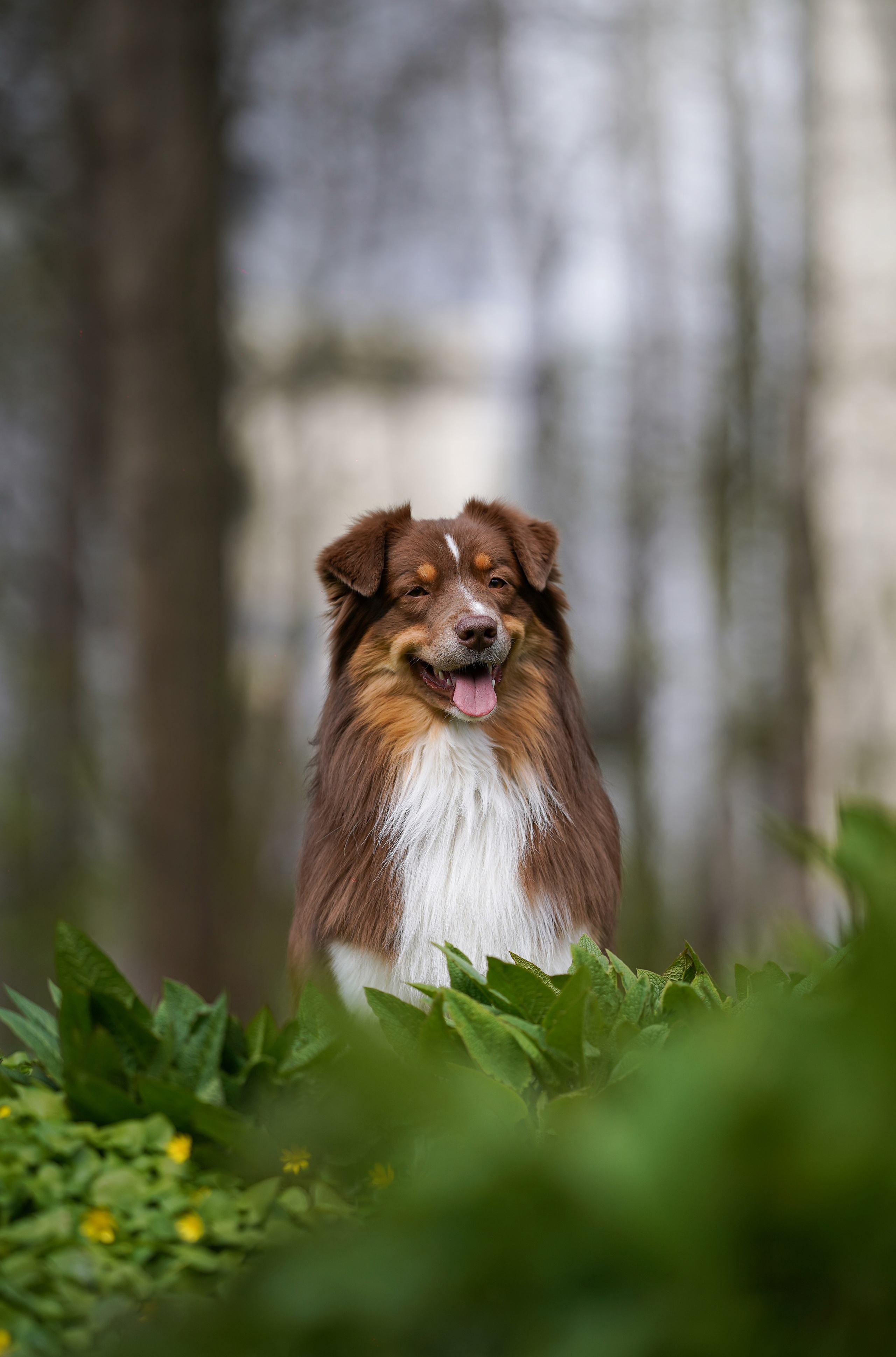 Рокки и Гермиона. Фотограф-анималист в Санкт-Петербурге Яна Мартынова