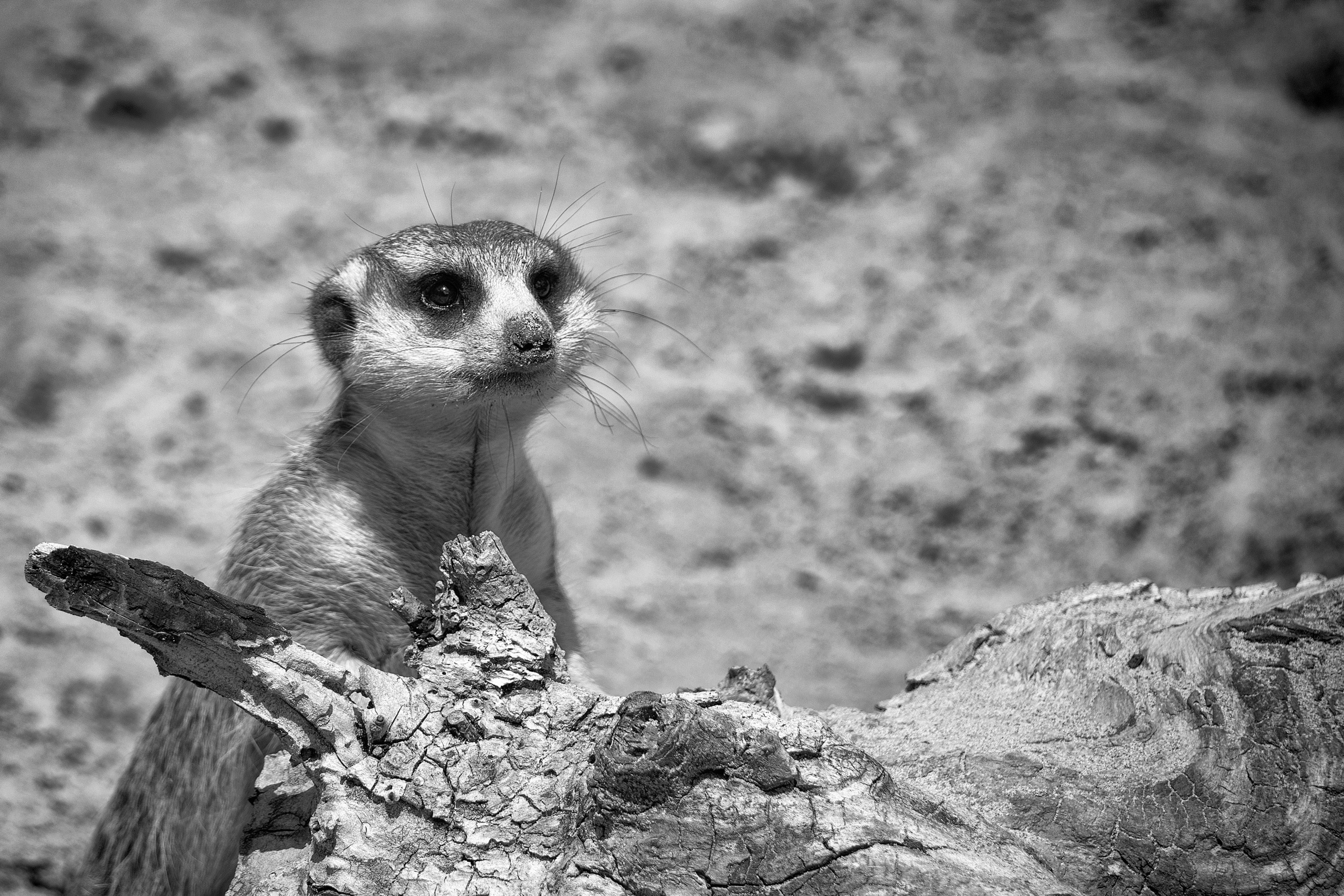 Черно белая фотография. Профессиональный фотограф в Астане