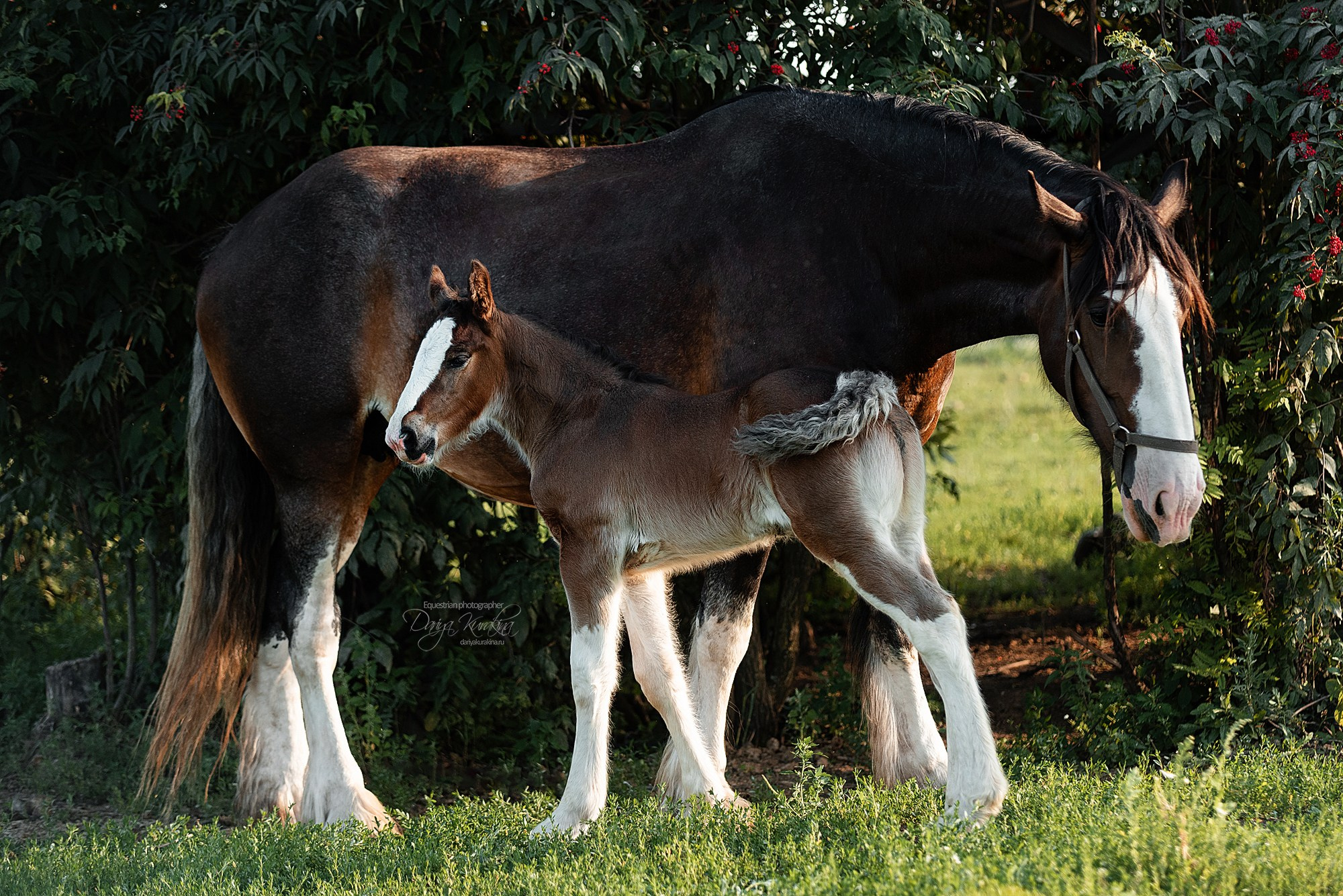 Рапунцель и Квини. Конный фотограф Куракина Дарья • Фотосессии с лошадьми