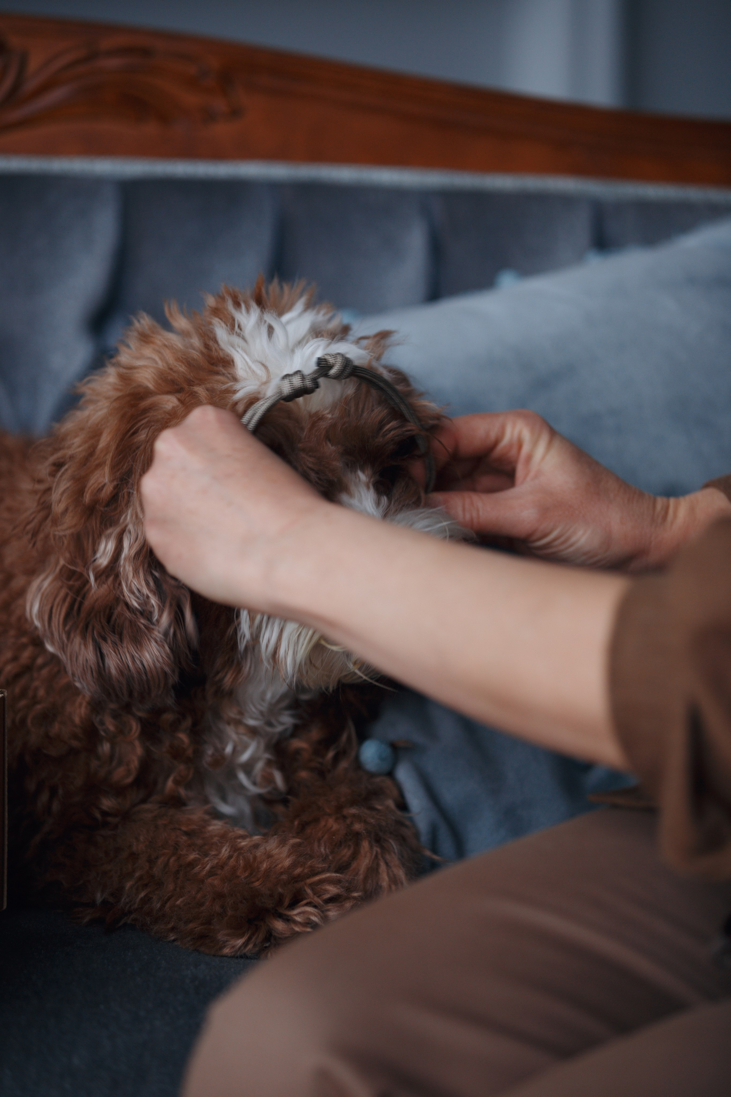 Bmbh лежанки и адресники. Фотограф анималист Кристина Карпова, Москва