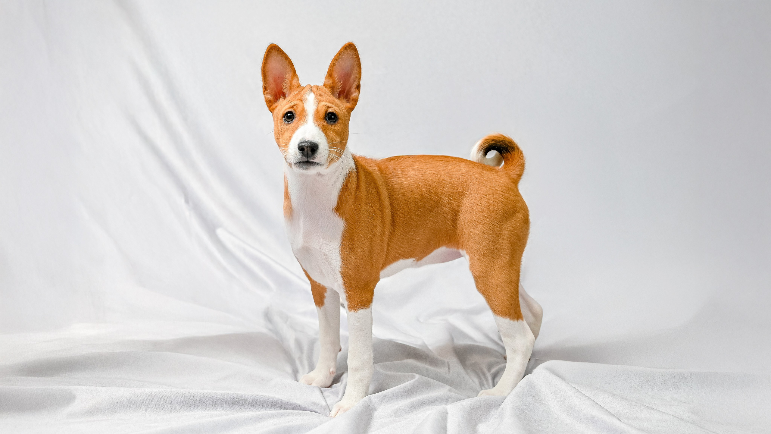 Собаки. Фотограф-анималист в СПб