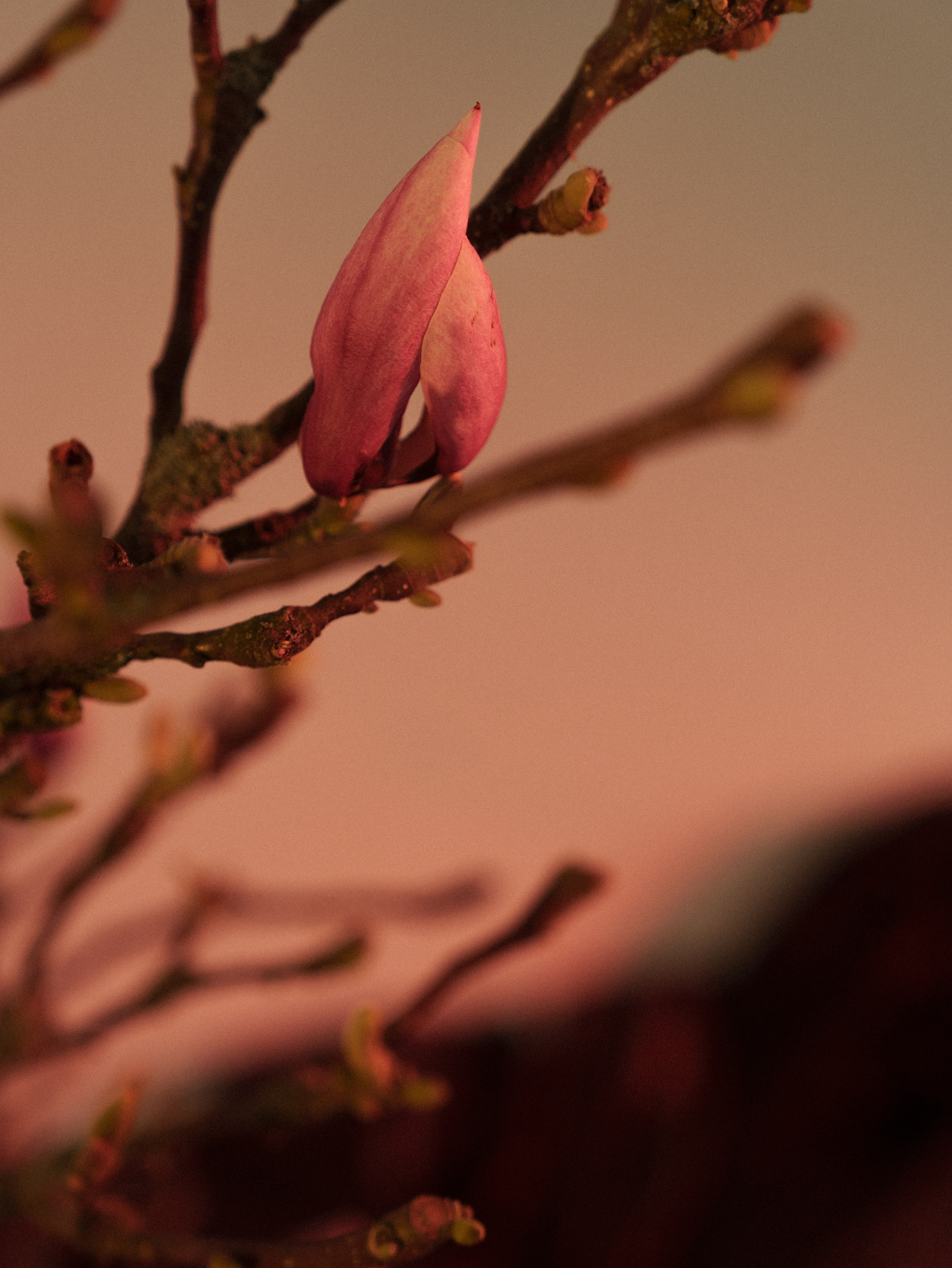 Александра. Свадебный фотограф Диана Лбова. Чебоксары/Москва/Санкт-Петербург