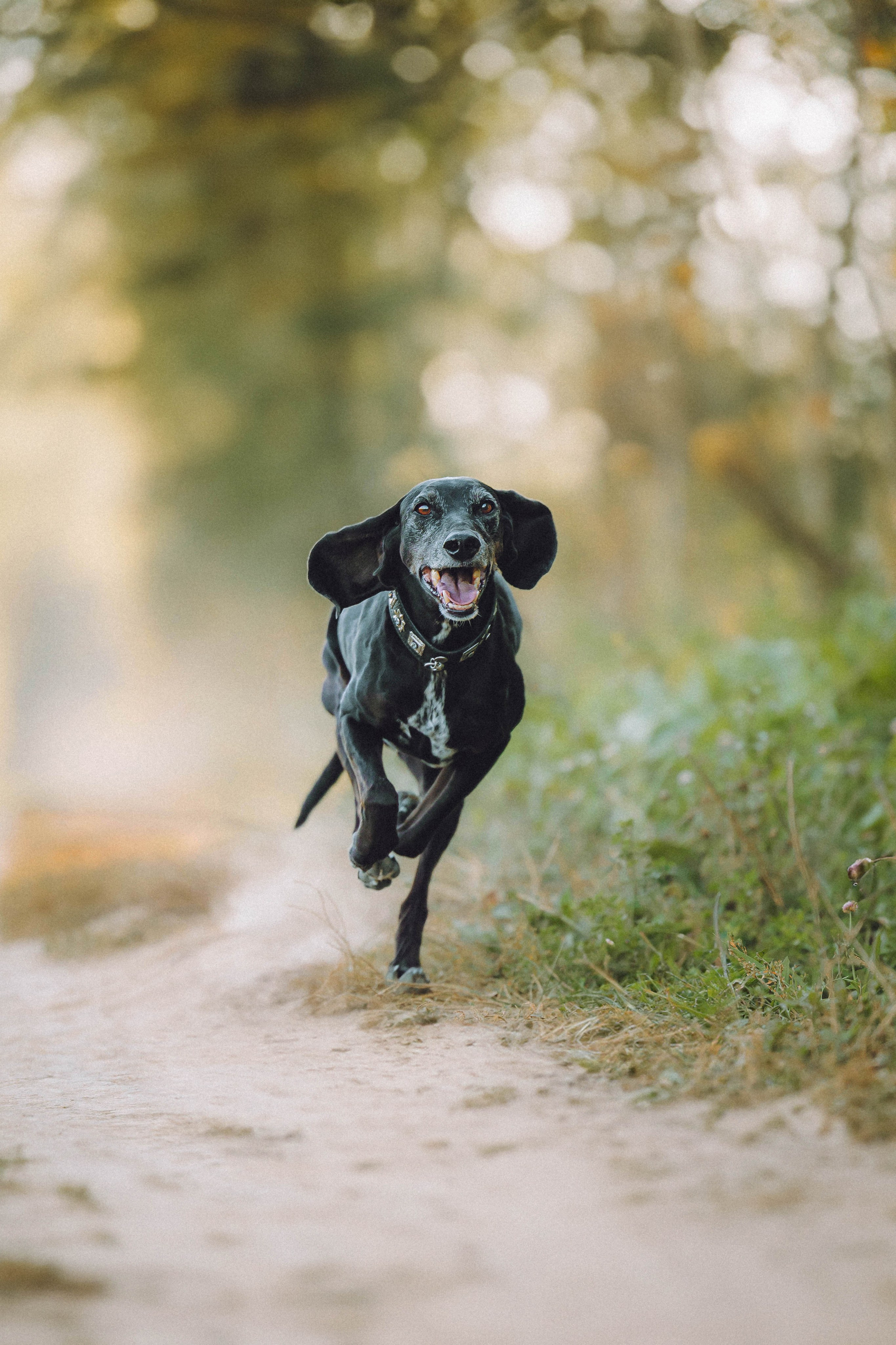 Камри и Пафи